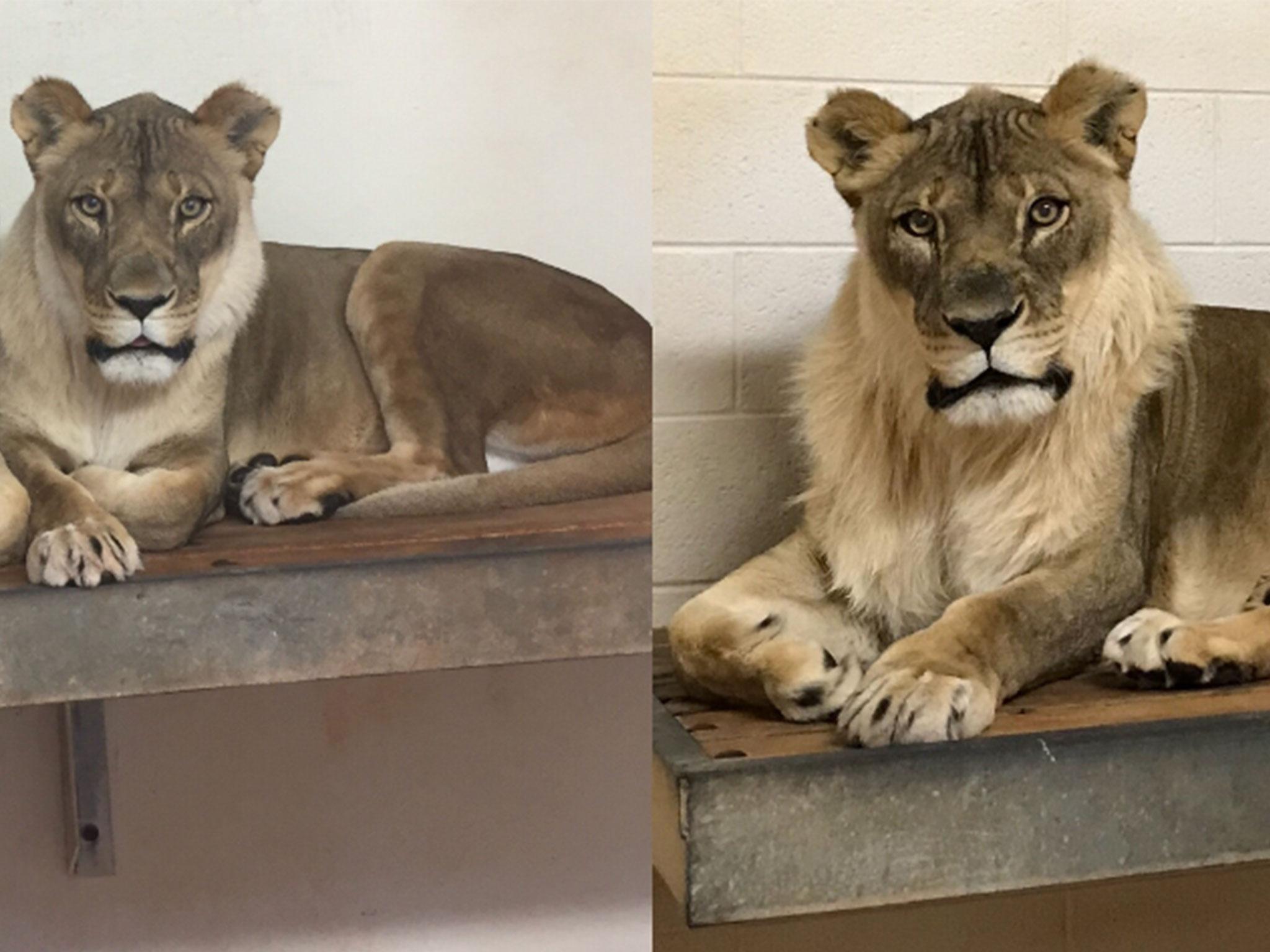 Bridget the lioness began growing the unusual facial hair last year