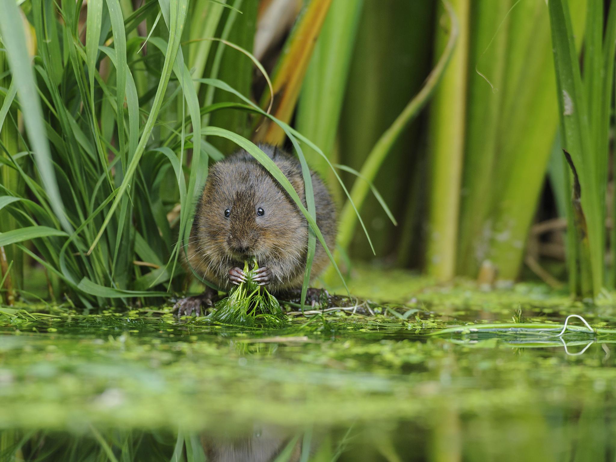 The rodent is the fastest declining wild mammal within Britain