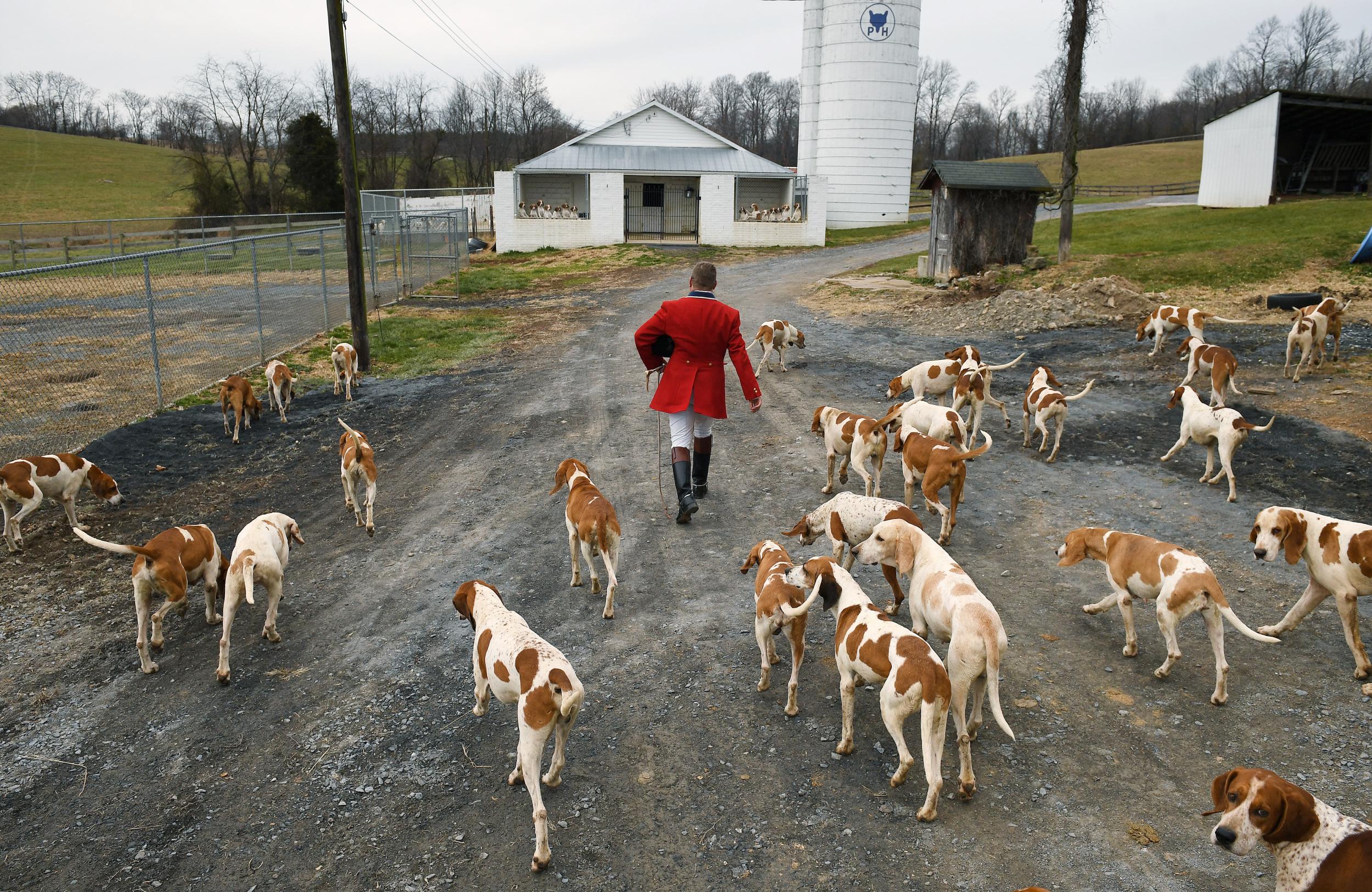 Professional fox hunter Brian Kiely leads hounds back to their enclosure