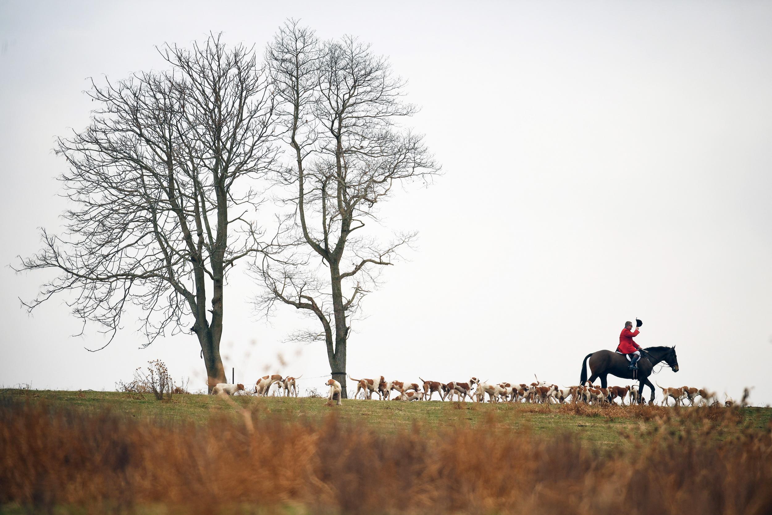 Brian Kiely gathers his hounds during a Potomac fox hunt