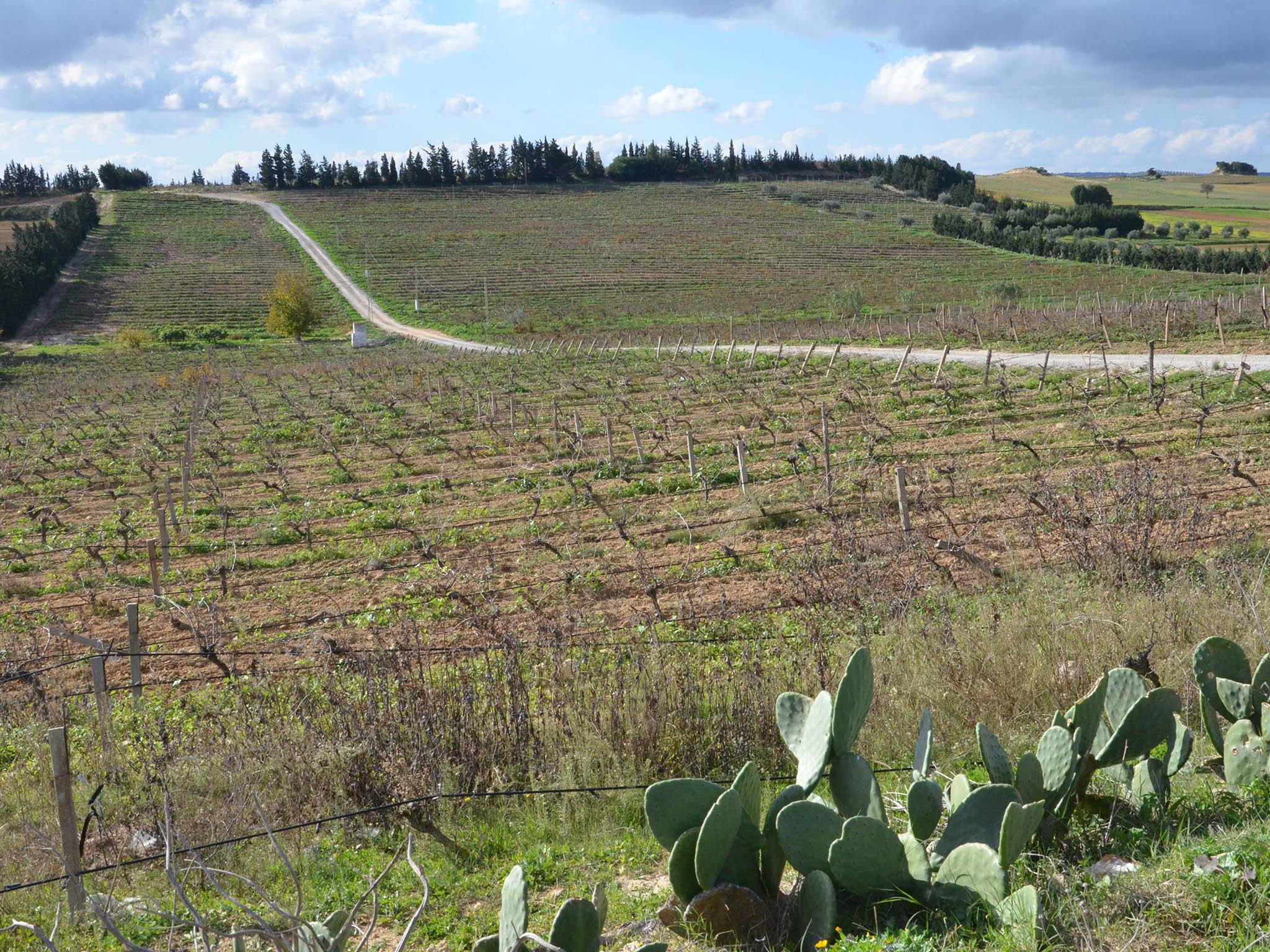 &#13;
The private vineyard is one of many on the Magon trail, leading to ancient wine presses and local ruins&#13;