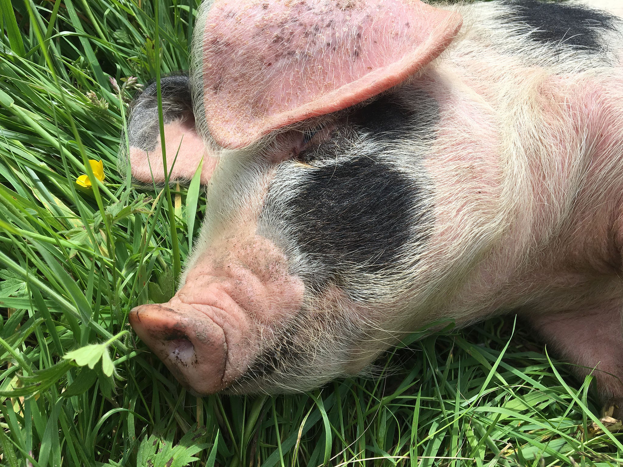 Looking after the pigs was relatively easy, but it was building the fence that was?the hard?part (Millie Diamond)