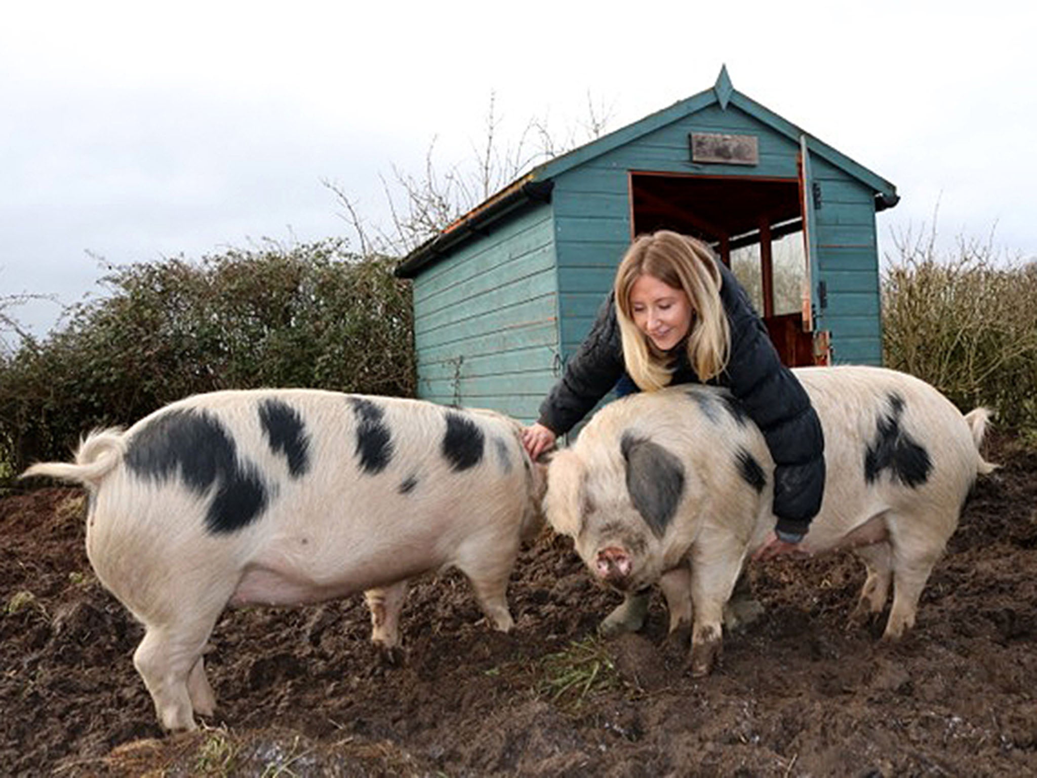 This little piggy.... For the family, it was important not to name the pigs, but of course bonds are formed