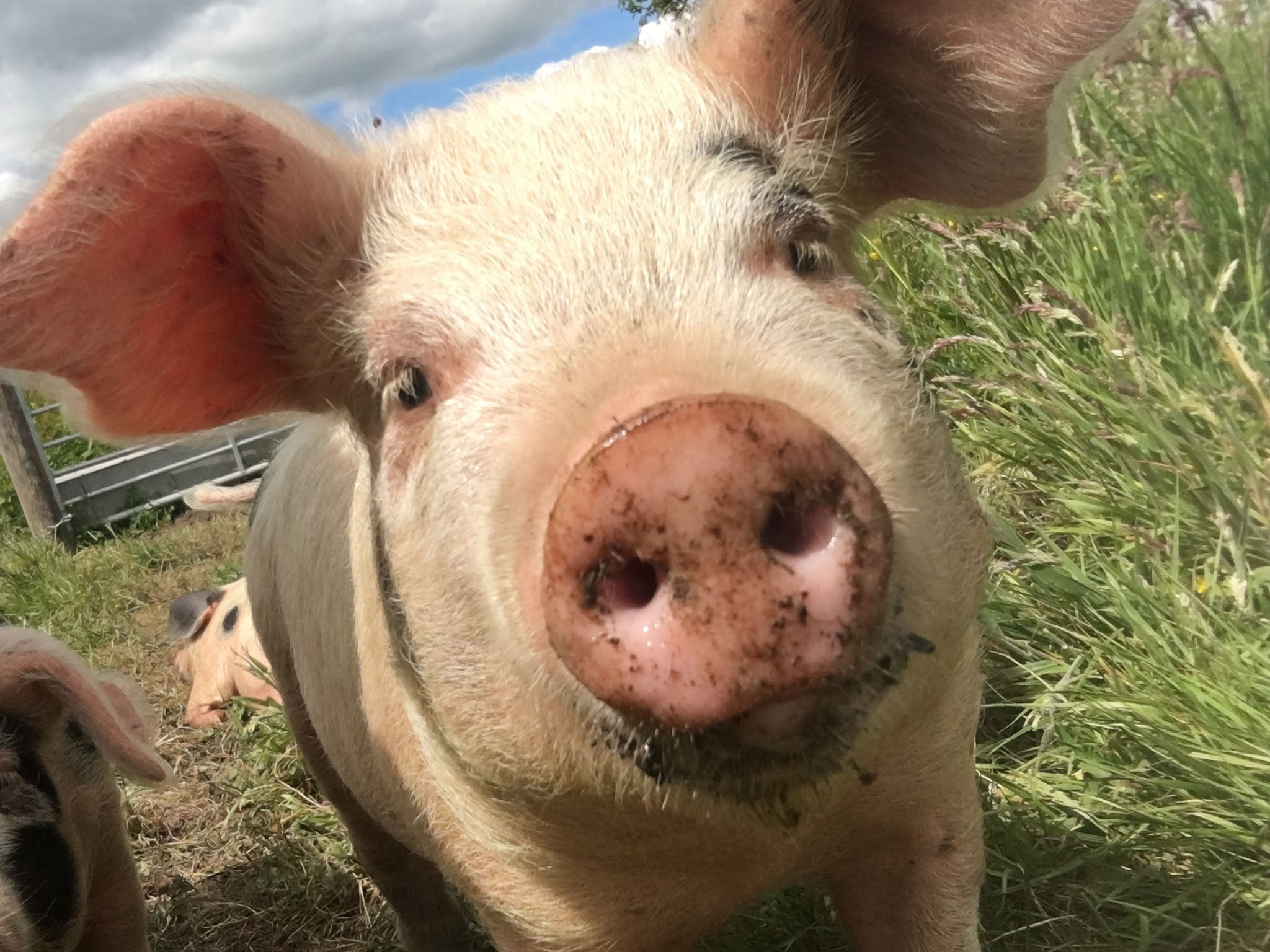 After getting the pigs for ?30 each at 10 weeks old, the family made sure to socialise with them every day (Millie Diamond)