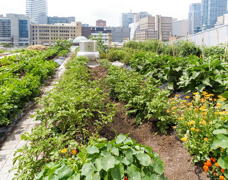 Expect to see more of these popping up on Paris rooftops