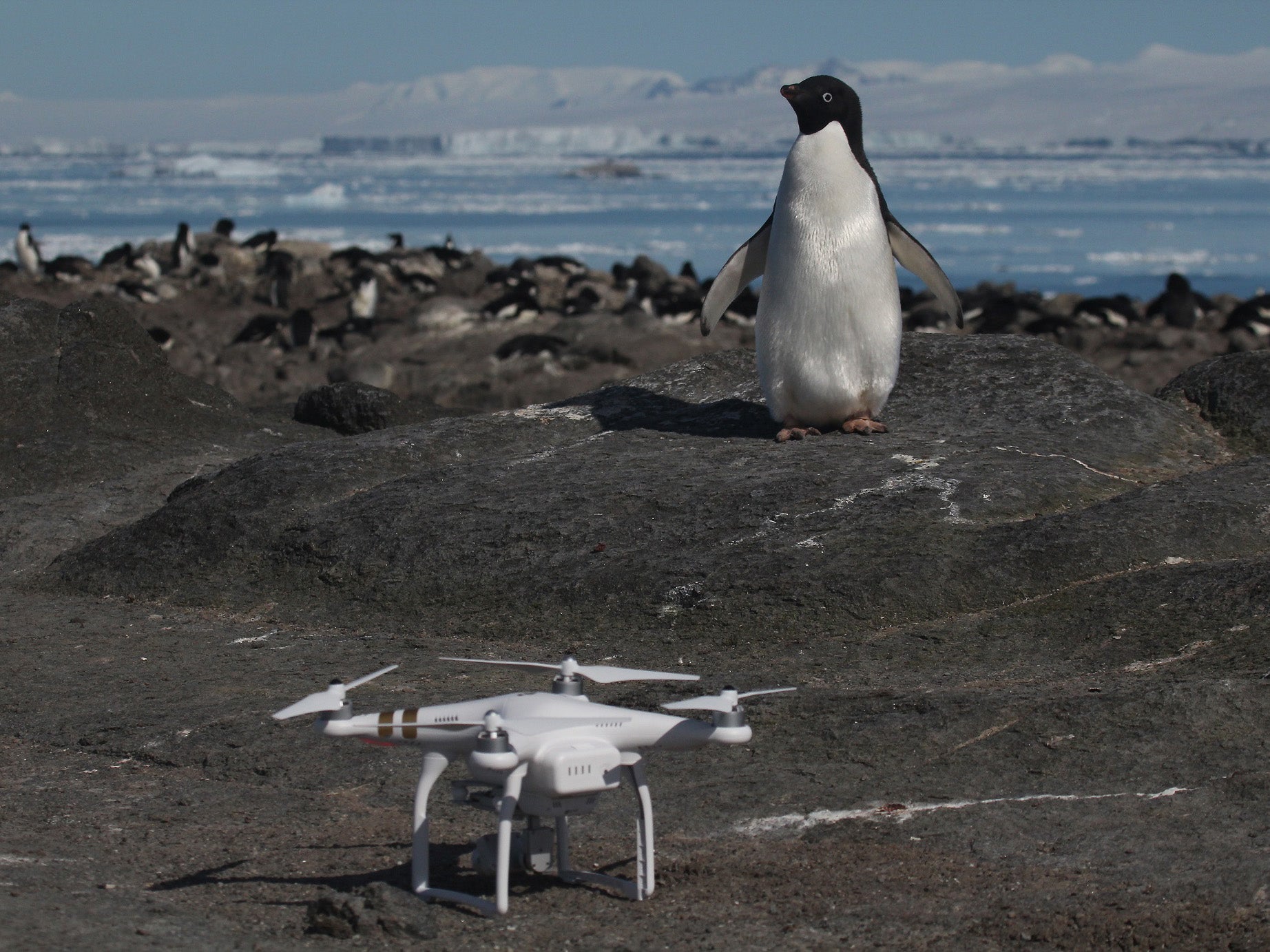 The scientists used drones to count the huge population of penguins they found