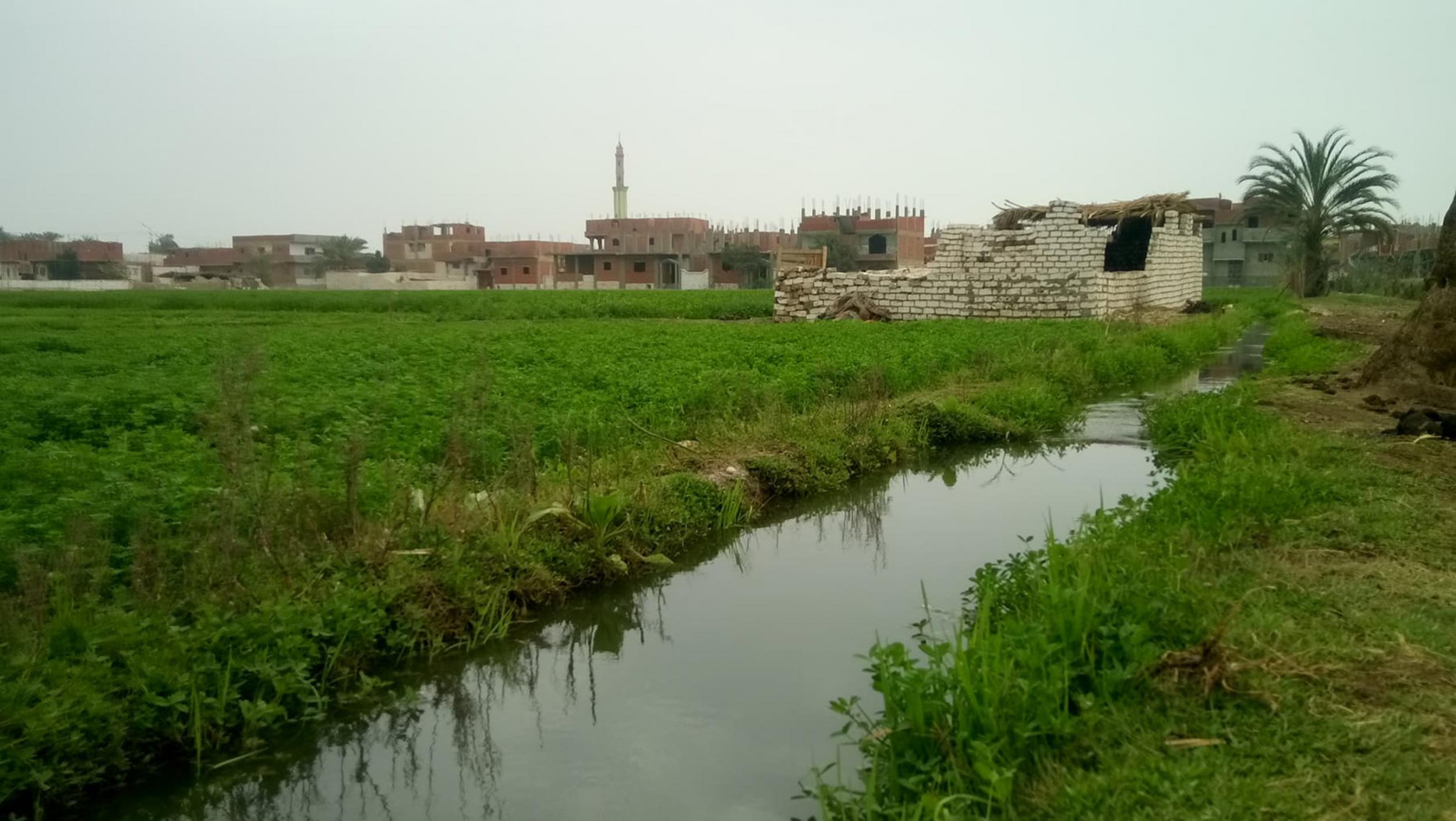 The rural governorate of Al Minya relies heavily on agriculture