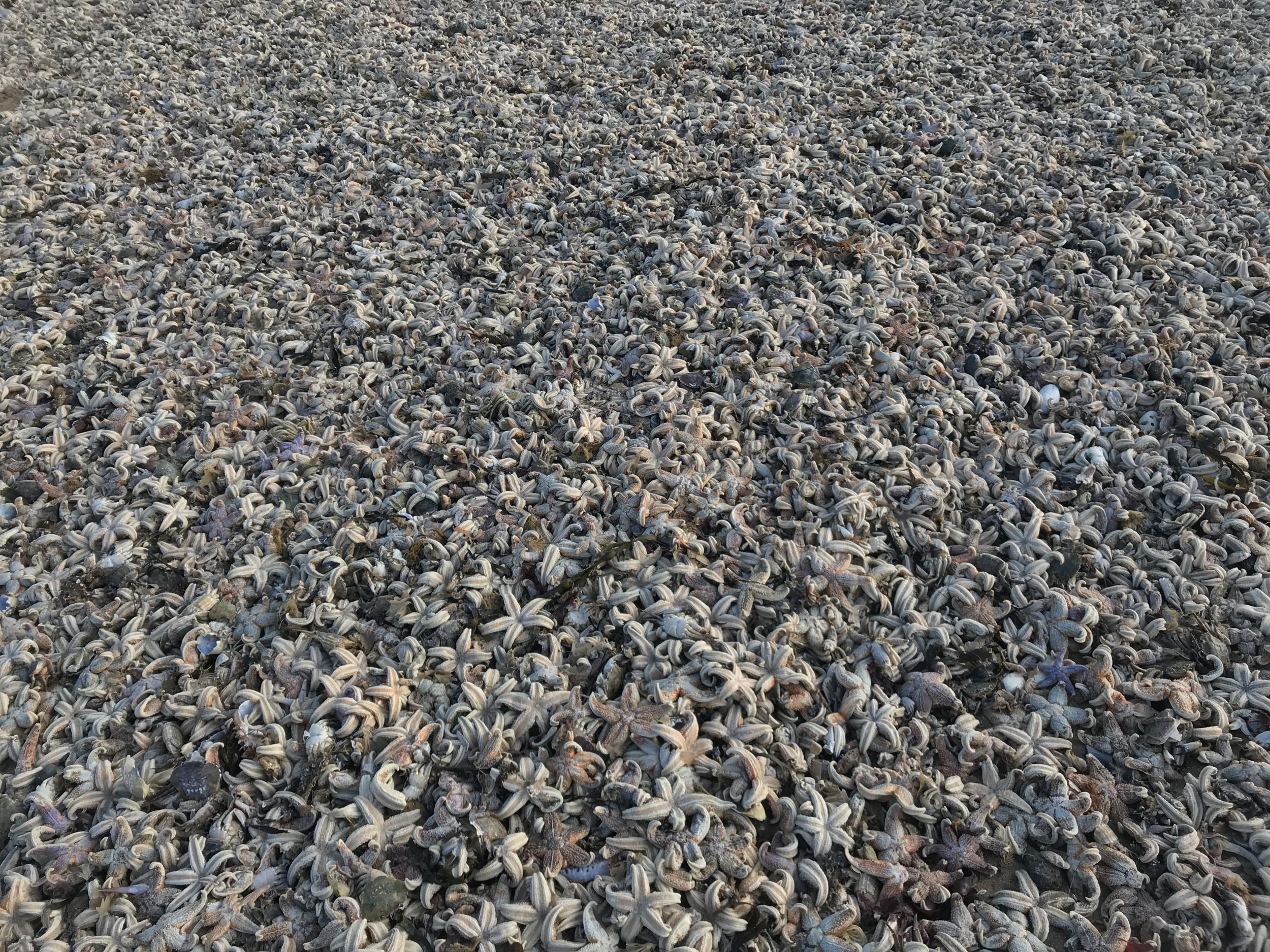 The creatures washed up on a beach in Ramsgate, Kent