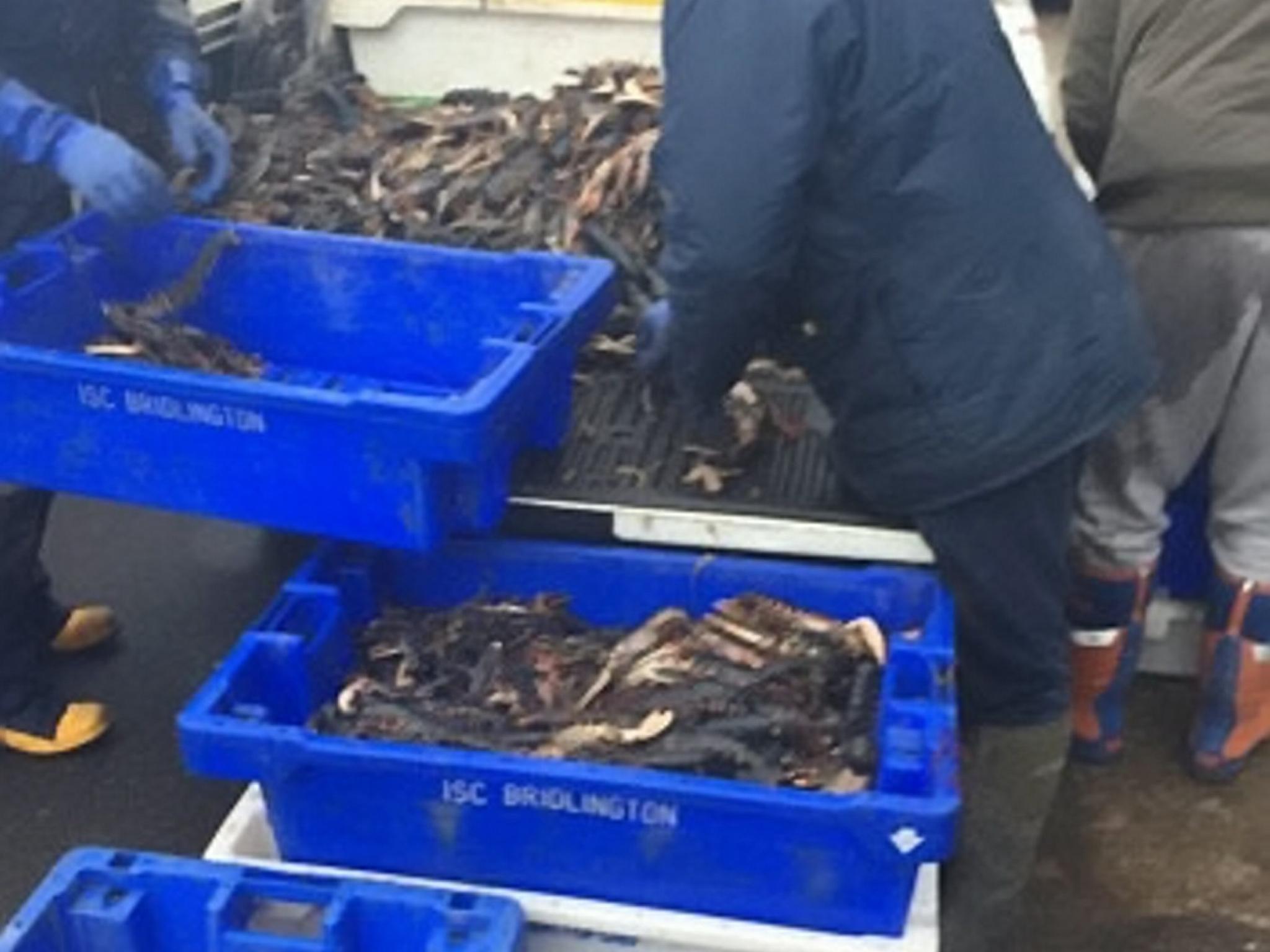 Many filled buckets and boxes of the creatures before carrying them away SWNS