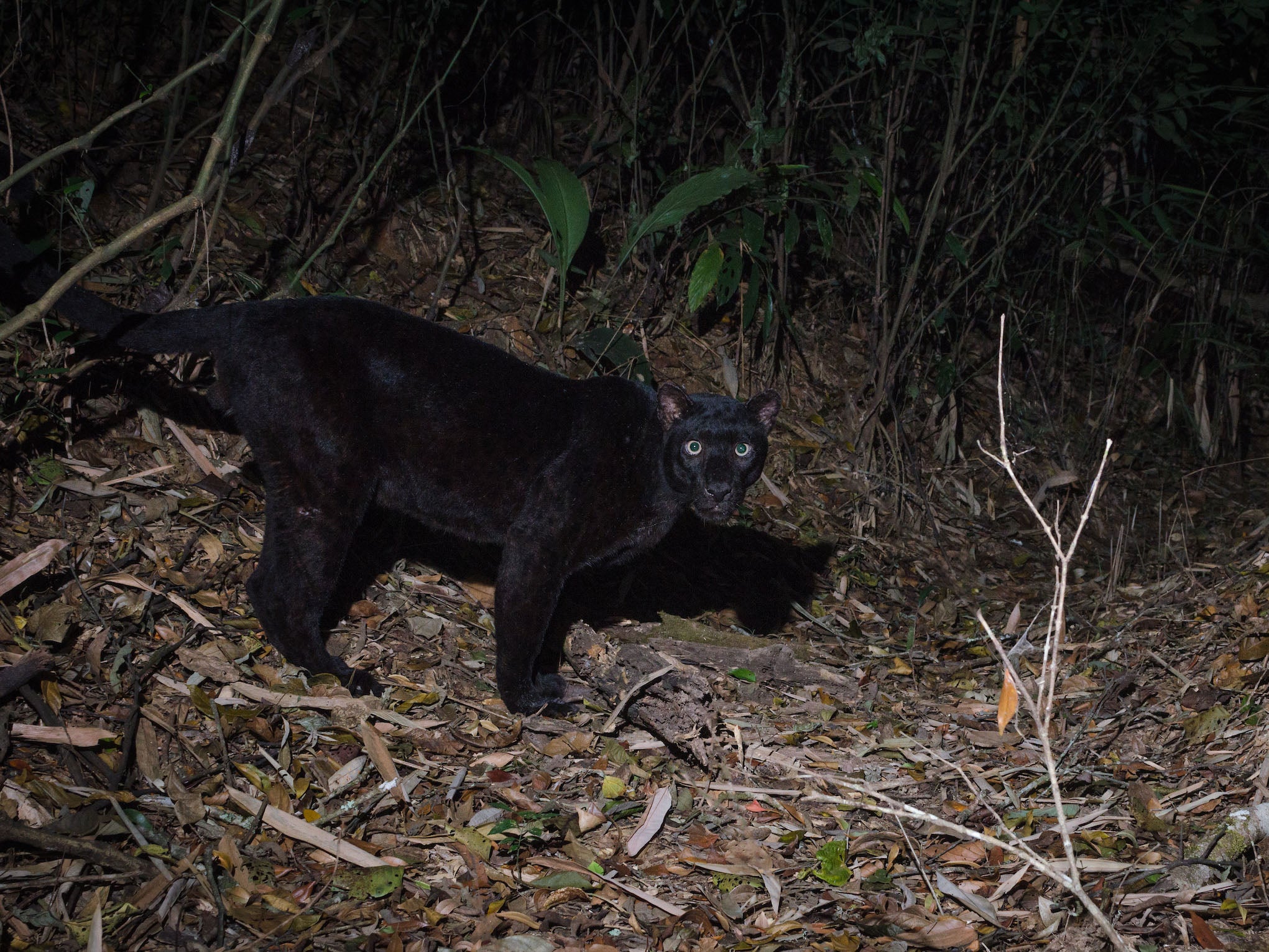 Mr Premchai is accused of poaching a black Indochinese leopard