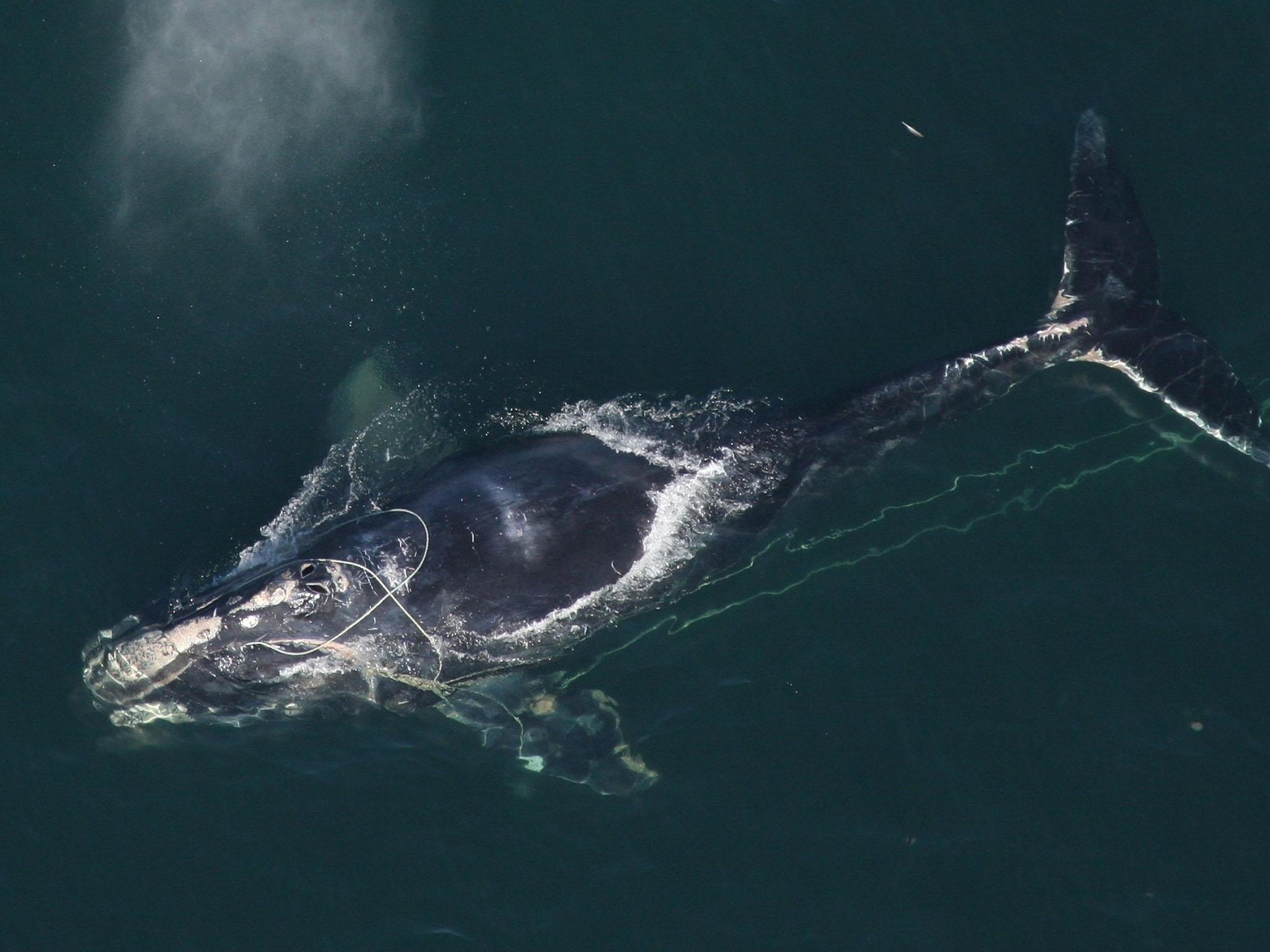 A North Atlantic right whale tangled in a fishing net off Daytona Beach in Florida. It is among the most endangered whales in the world.