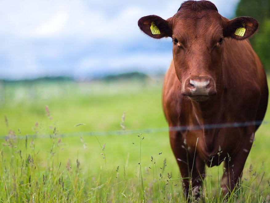 About 260g of greenhouse gasses are produced in the production of every beef patty – the equivalent in carbon emissions of driving 2.5km in an efficient car