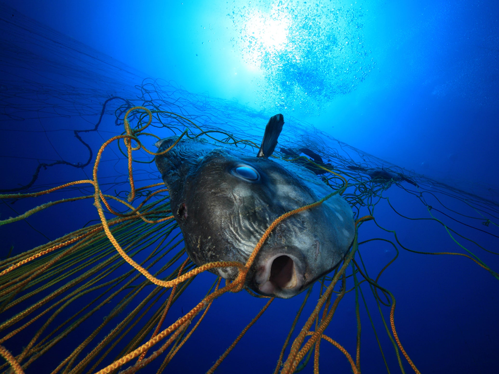 Fish entangled in ghost gear might be strangled or starve to death