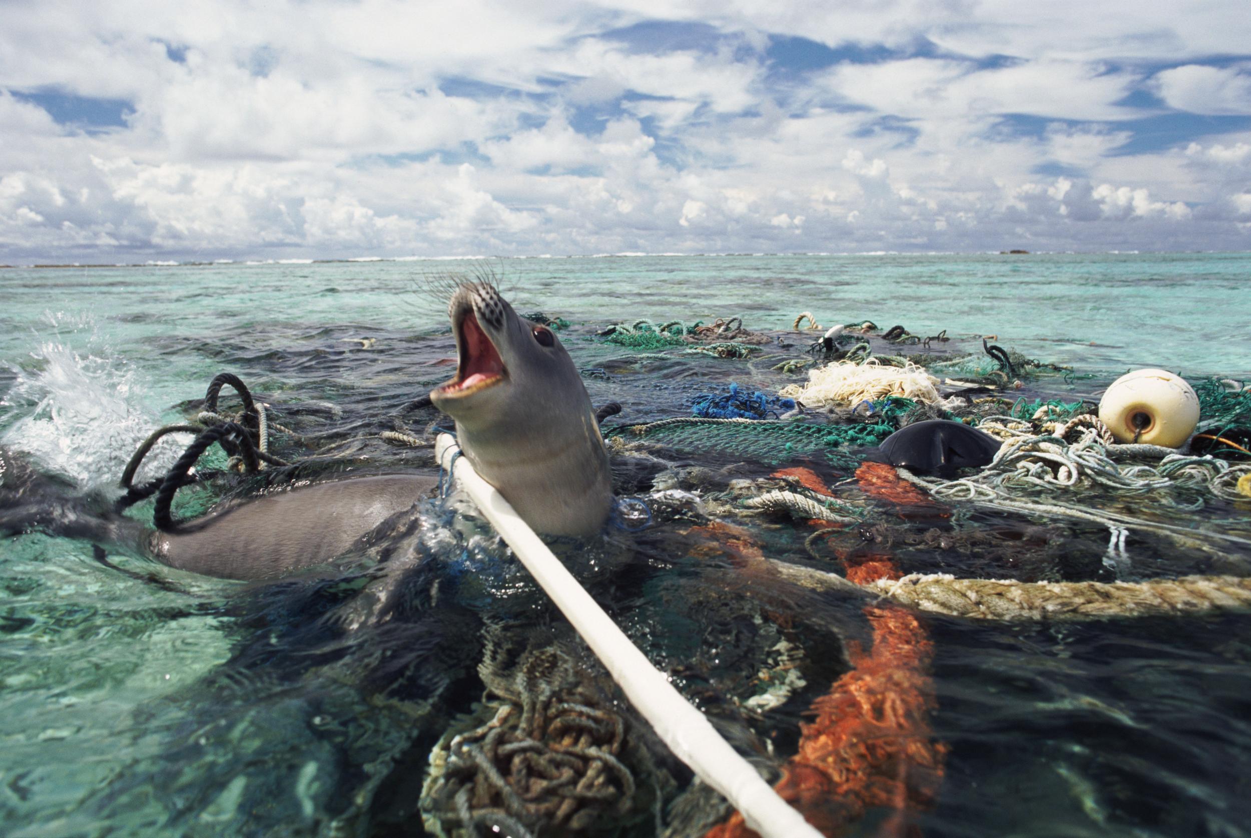 A Hawaiian monk seal is caught in abandoned fishing tackle in the Pacific Ocean