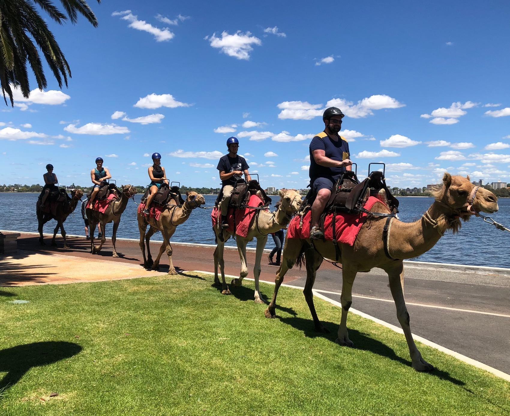 'Gemma' takes David and friends for a walk around Perth