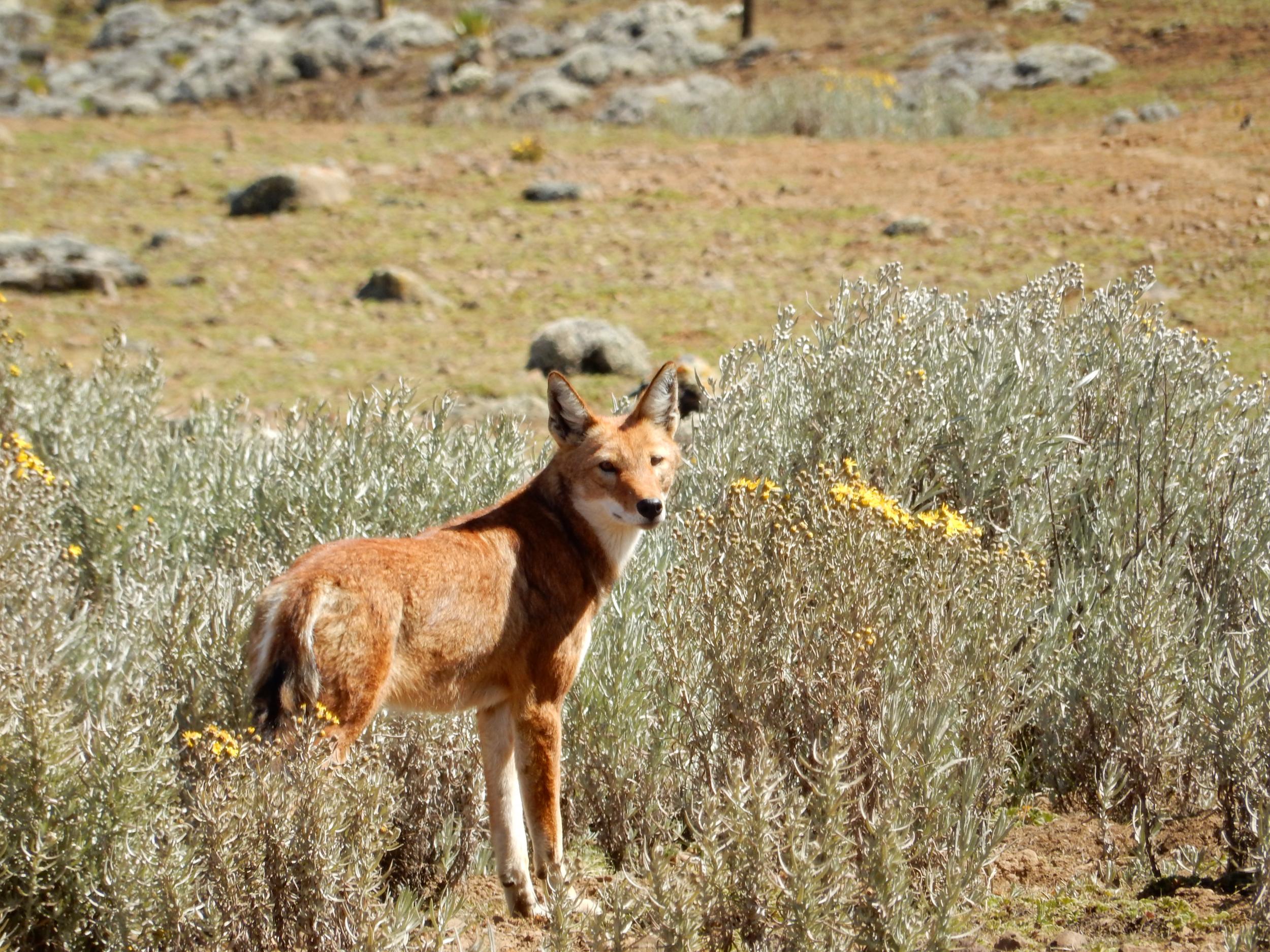 There are fewer than 500 Ethiopian wolves in the wild