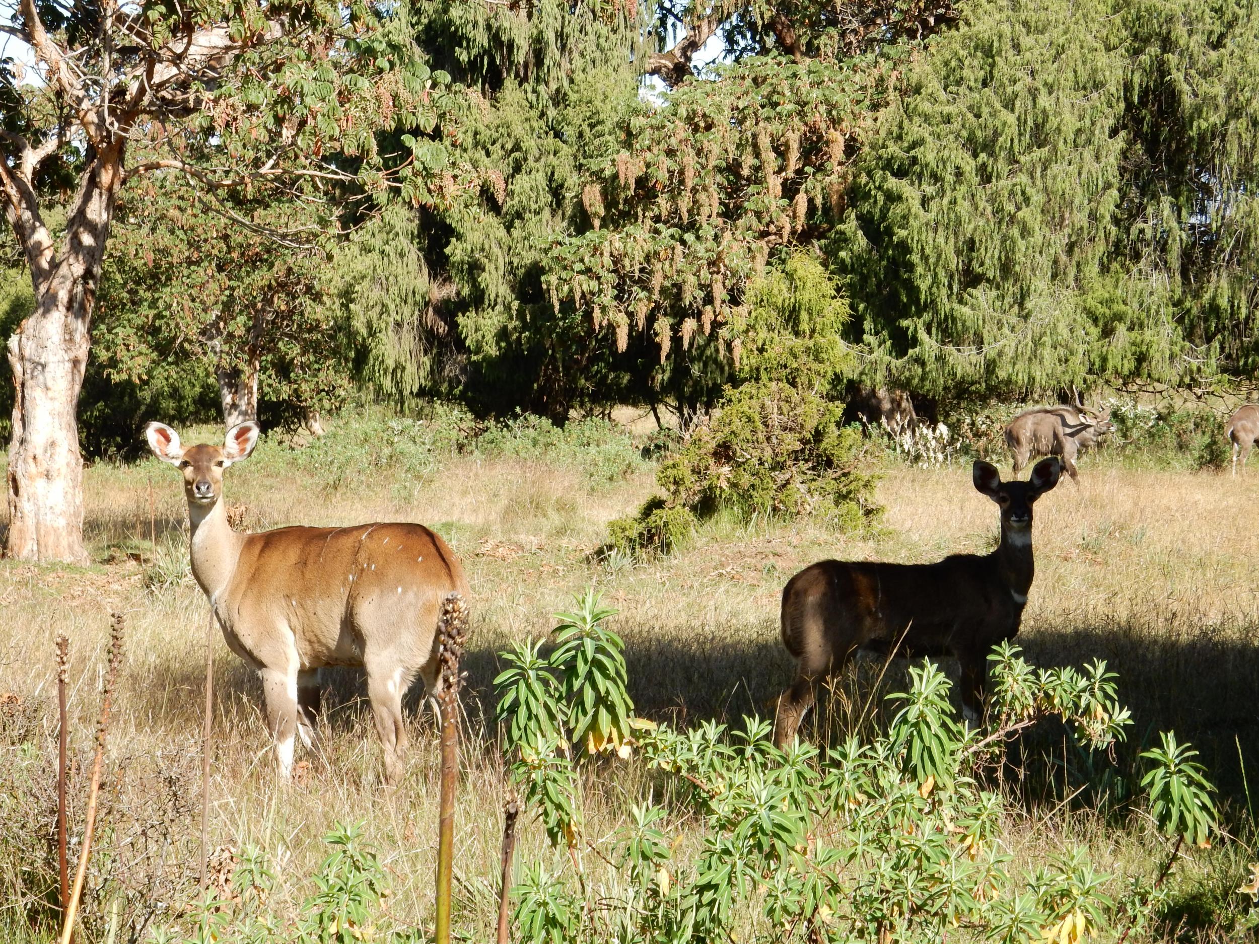 Bale Mountains National Park is full of wildlife