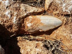 Tooth from ancient whale-eating megalodon shark stolen from World Heritage Site