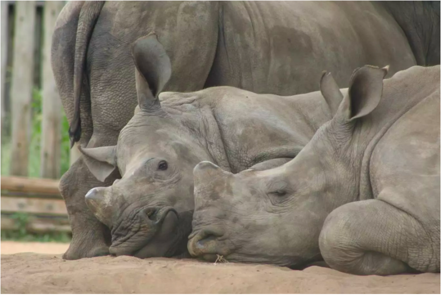 A group of orphaned white rhino calves doze in the shade. Tony Carnie