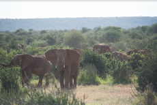 Chinese environmental organisation extends African Ranger Award