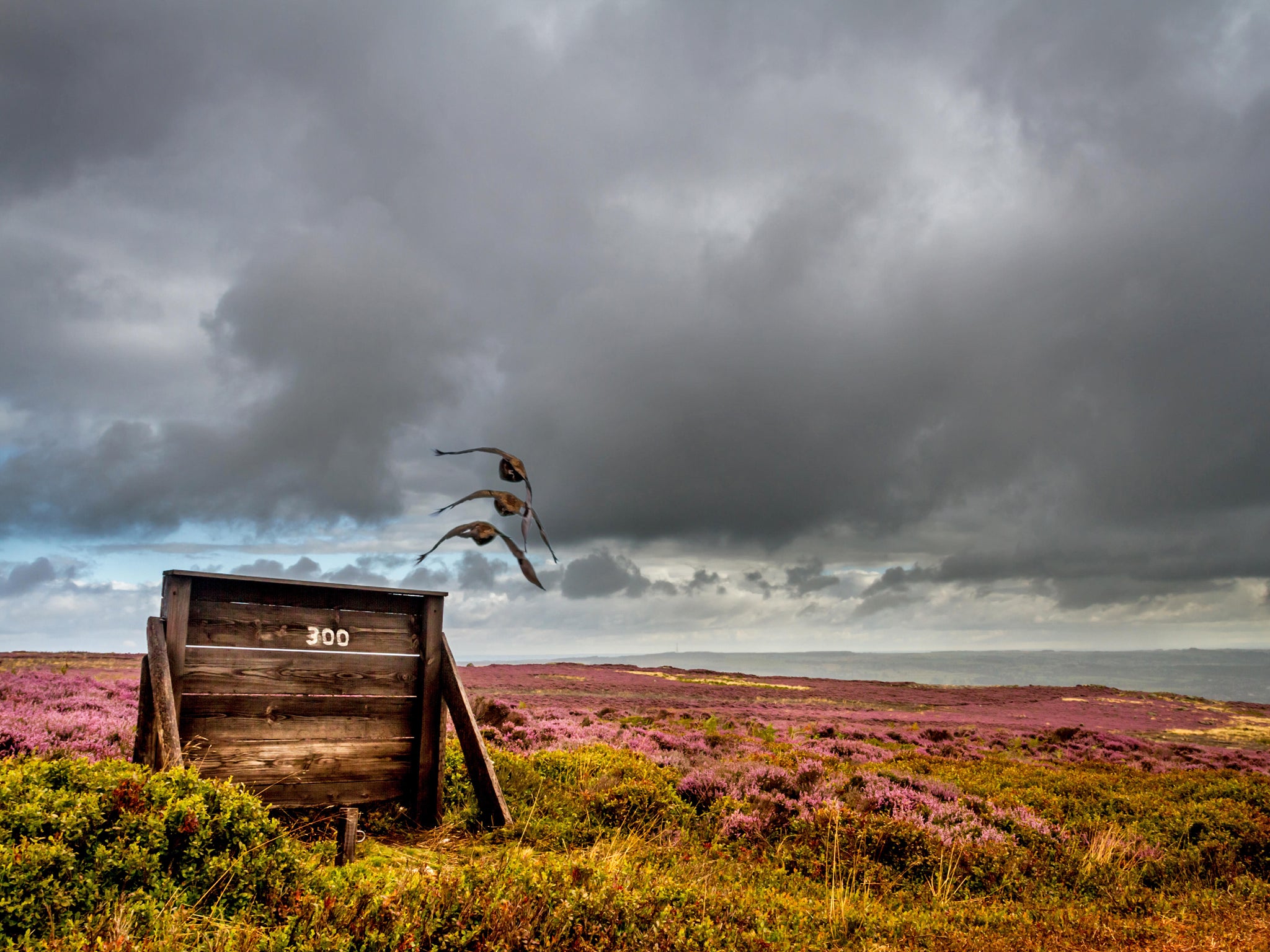 Low-flying grouse on Ilkley Moor, the last local authority-owned piece of land in the country where grouse shooting was allowed