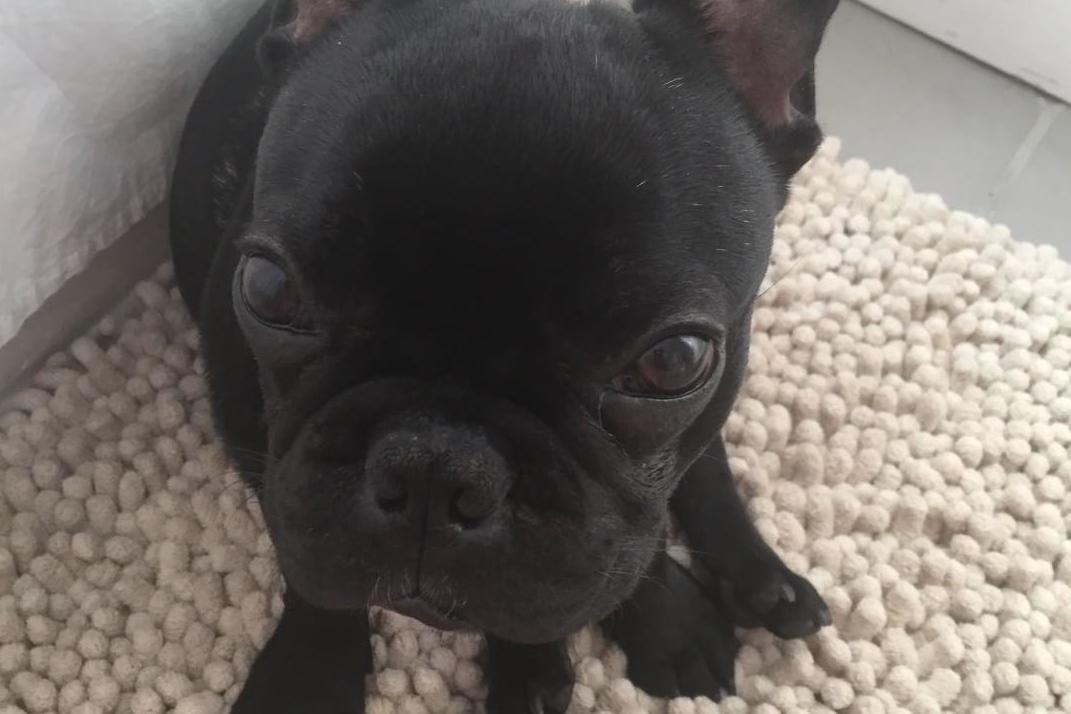 United Airlines is facing an animal cruelty investigation following the death of Kokito (Instagram)