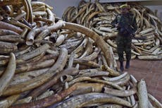 Europe must choose: elephants or ivory