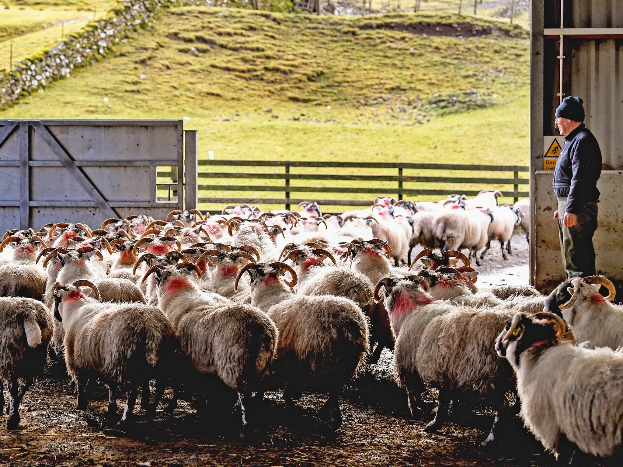 For sheep farmers, like these in Oban, Scotland, Brexit brings with it the fears of a UK market filled with lower priced goods