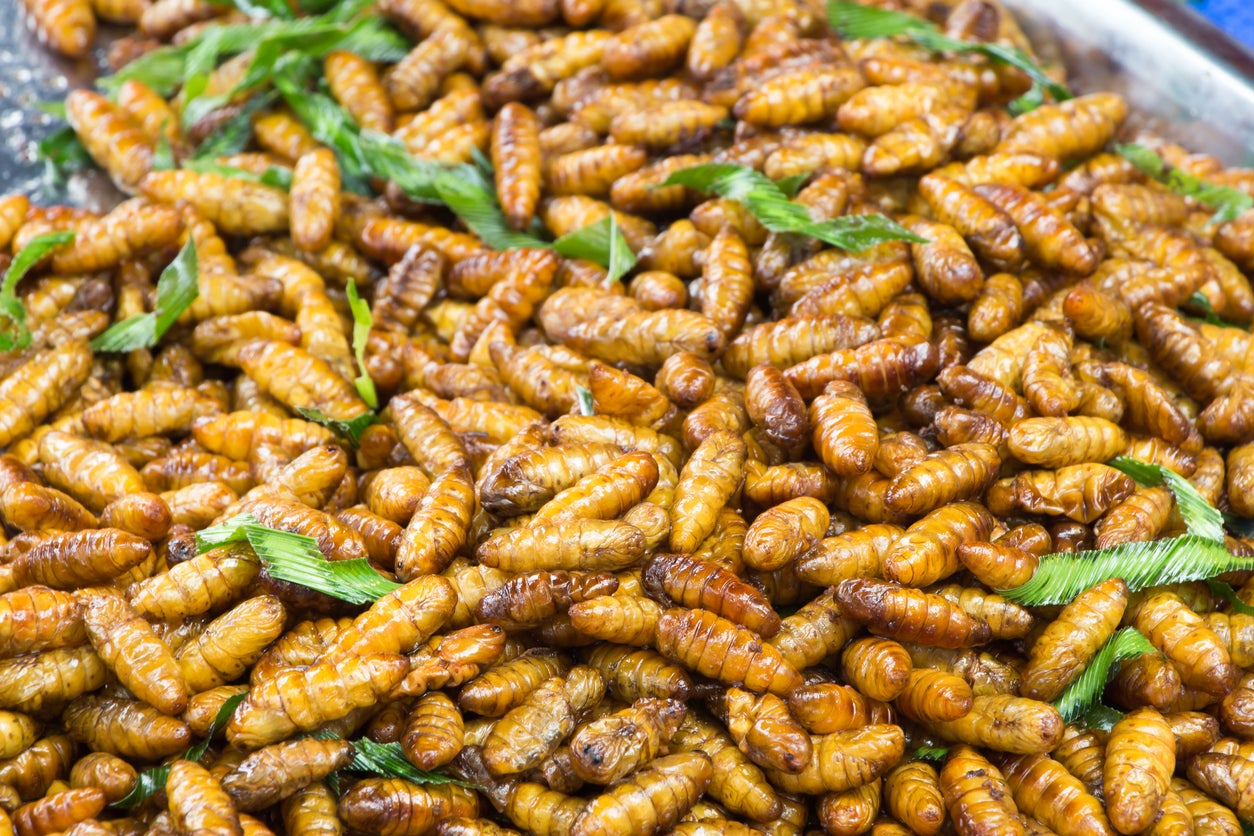 Fried pupa – mid-metaphorsis bugs – could be a wheat and dairy free alternative to cereals