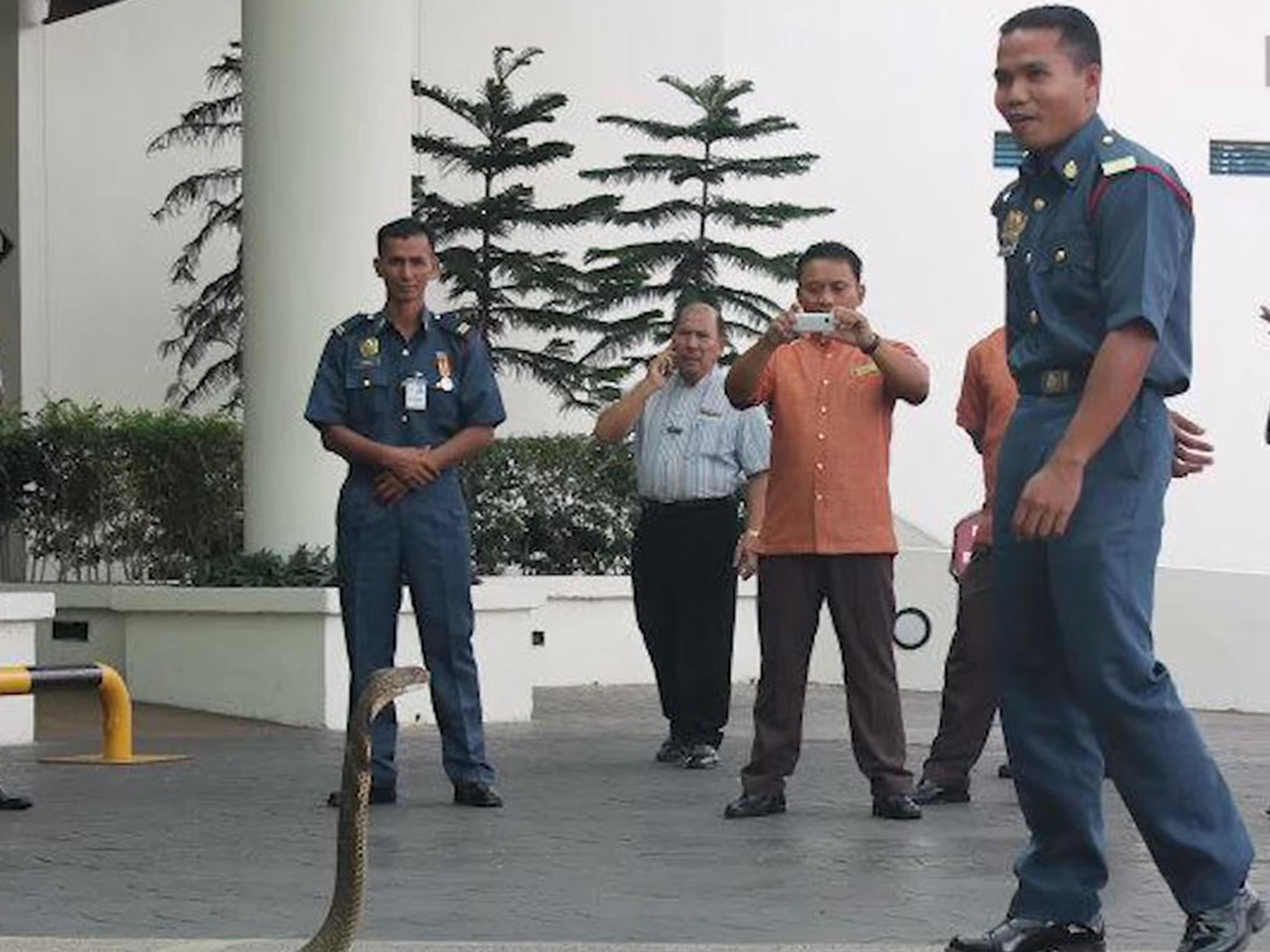 The firefighter, right, once kept serpents at his home for a year so he could study their behaviour