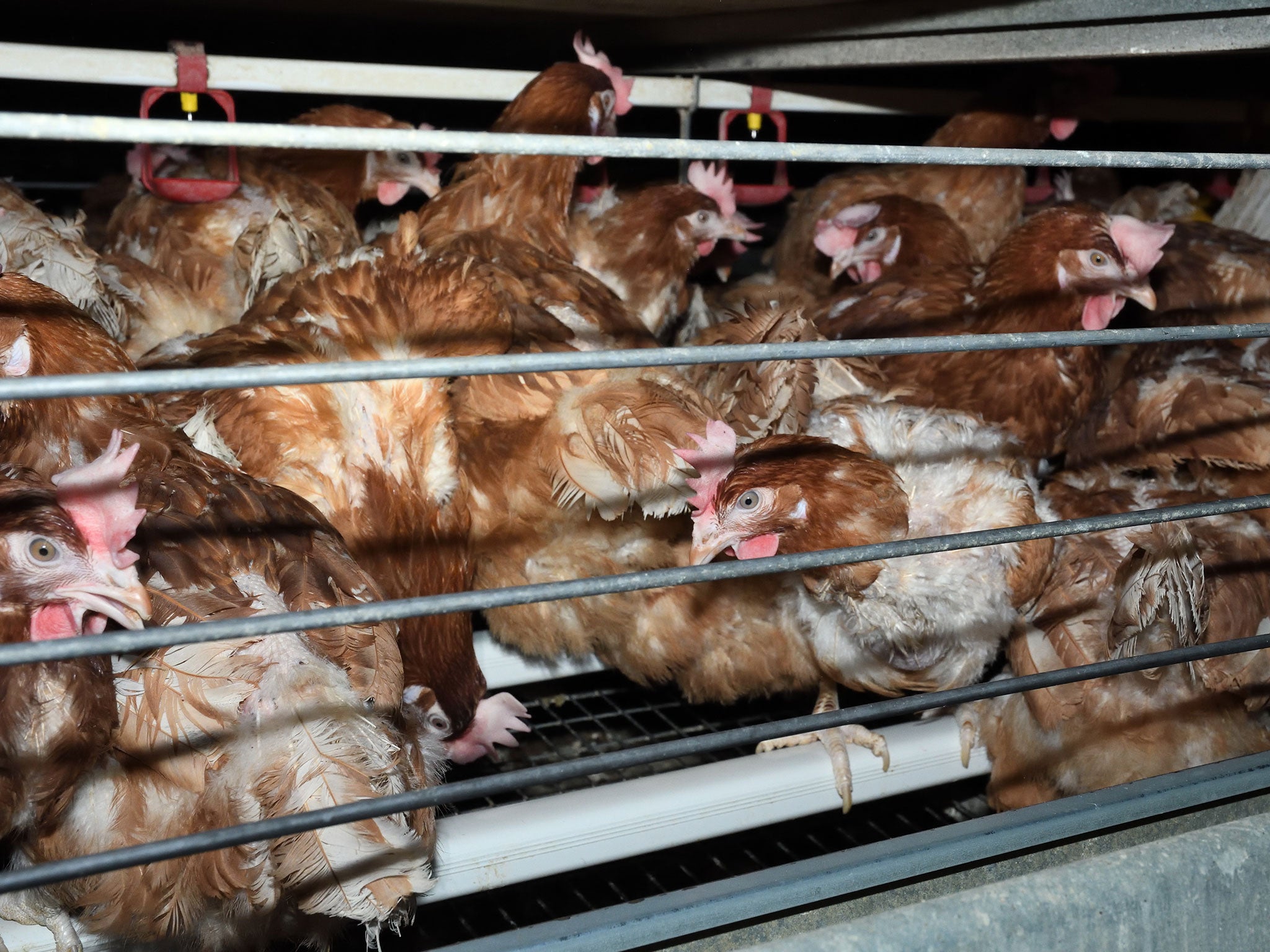 In the footage, chickens can be seen in cages stacked seven high