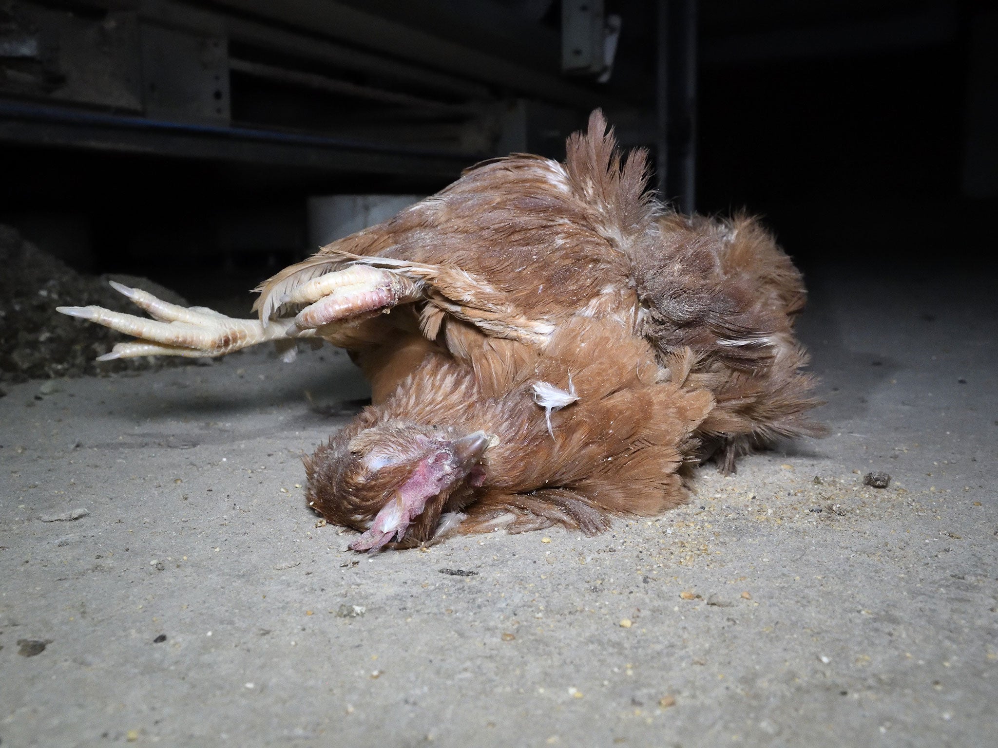 One dead bird was photographed in the same place for two consecutive days