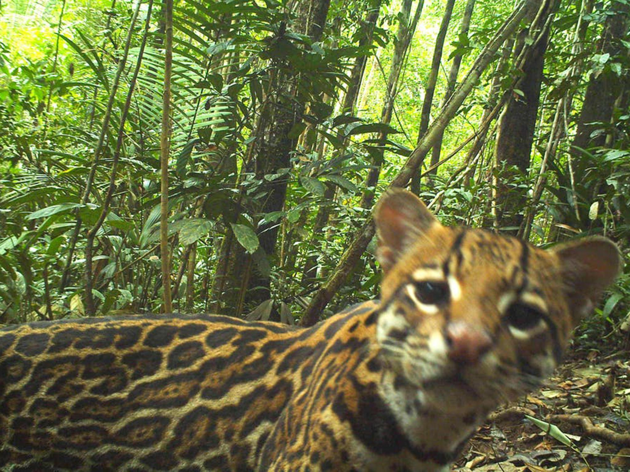 Cameras set up next to fields captured more than 60,000 photographs and detected over 30 species