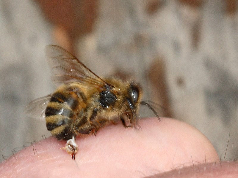 The barbed stinger of a honey bee is torn off and remains in the skin