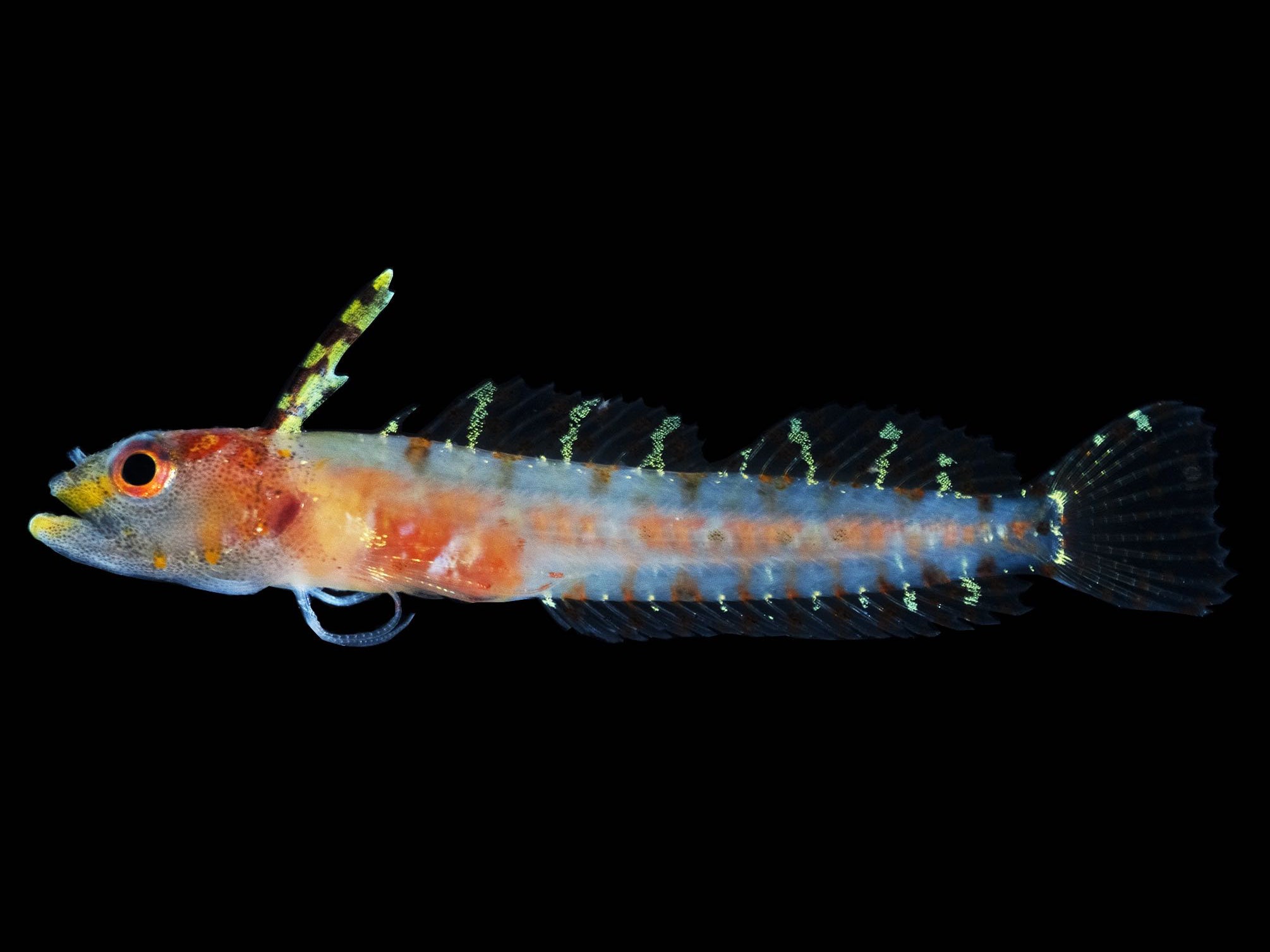 One of the new fish species discovered in the rariphotic, Haptoclinus dropi was named for the Smithsonian's Deep Reef Observation Project