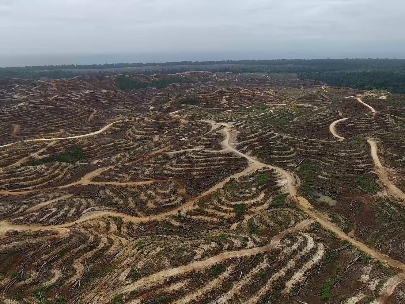 Drone footage reveals the extent of forest destruction in Papua New Guinea