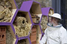 Beekeeping for beginners