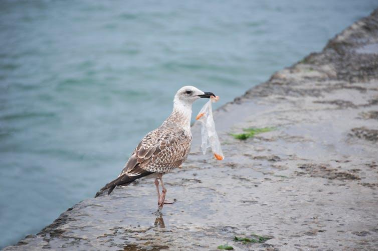 In one study, the levels of toxic substances in the tissues of marine birds were actually lower when they had ingested plastics