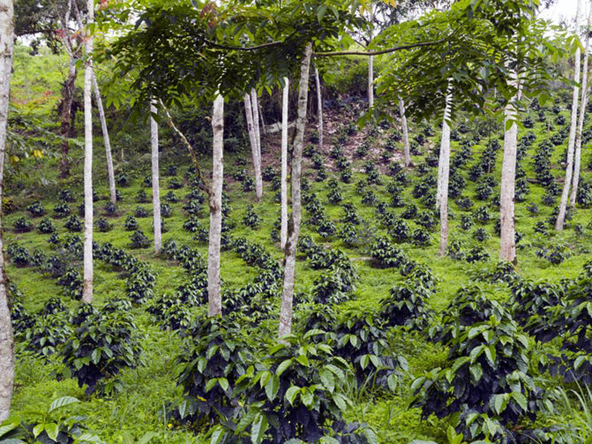 Planting coffee crops among trees, known as agroforestry, helps dilute the impacts of climate change