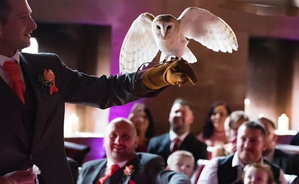 The owl on groom Mark Wood's arm, moments before it launched its attack