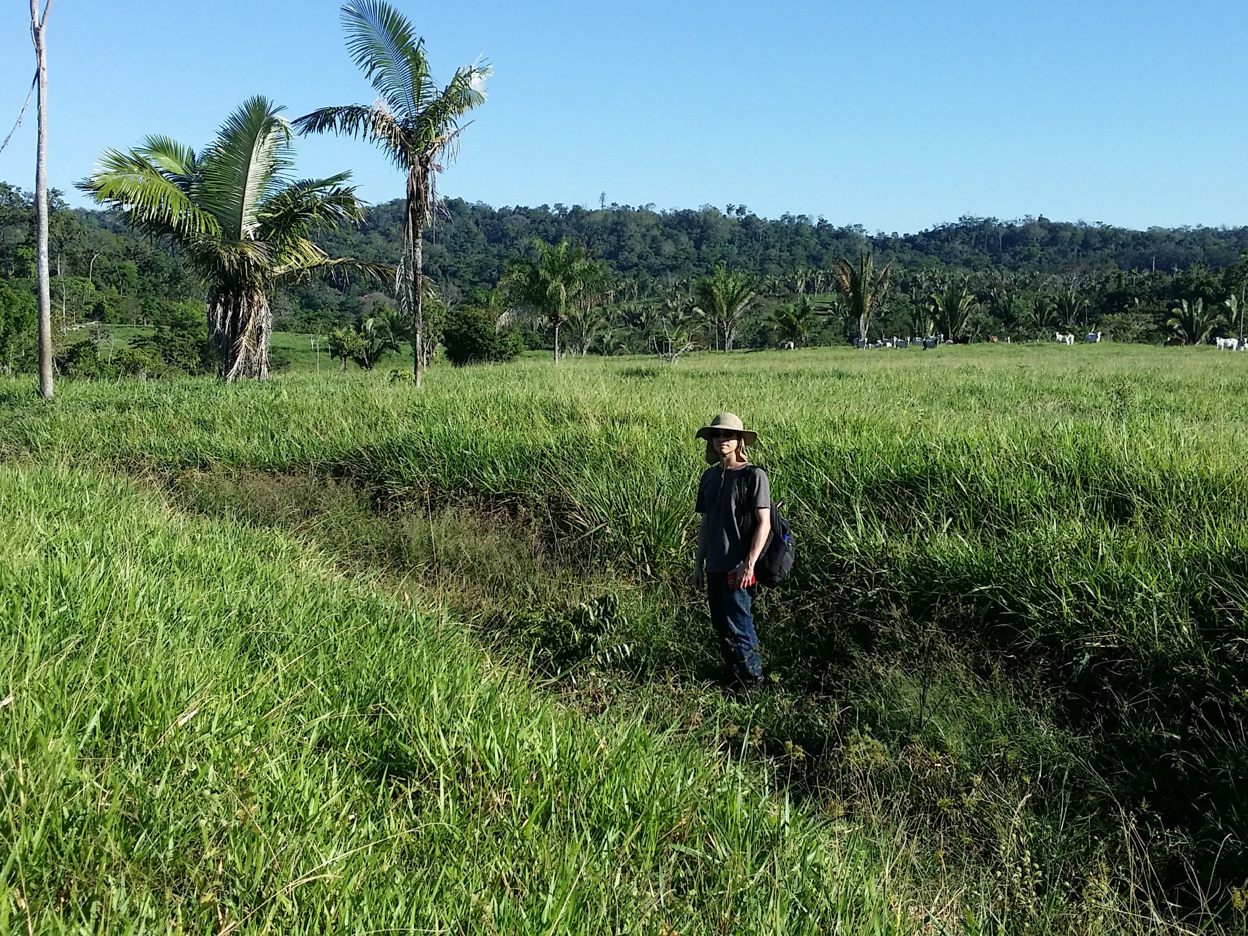 Part of the ditch of archaeological site Mt09 in the southern Amazon