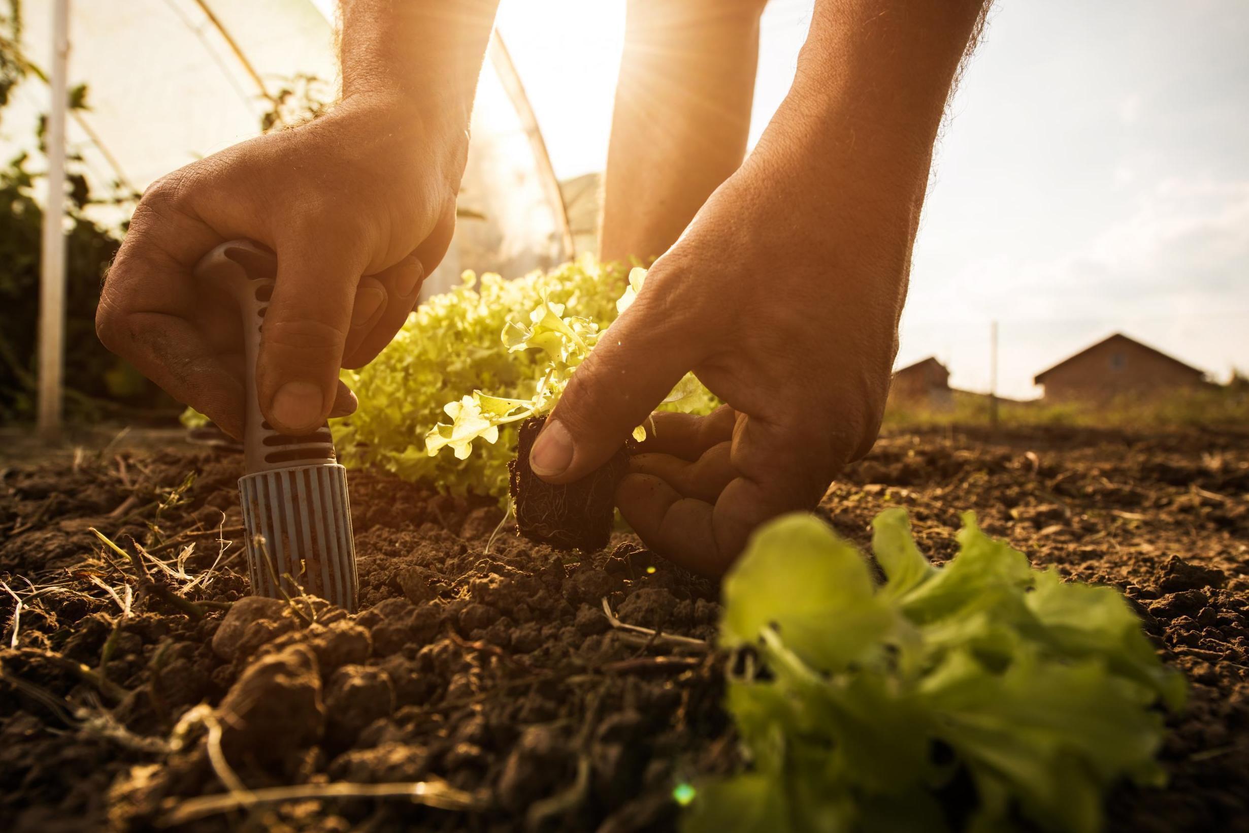 A vegan America could feed millions more (Stock)