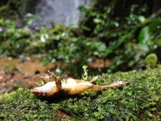 Frogs are ‘mysteriously’ dying in large numbers in Australia, again, scientists warn