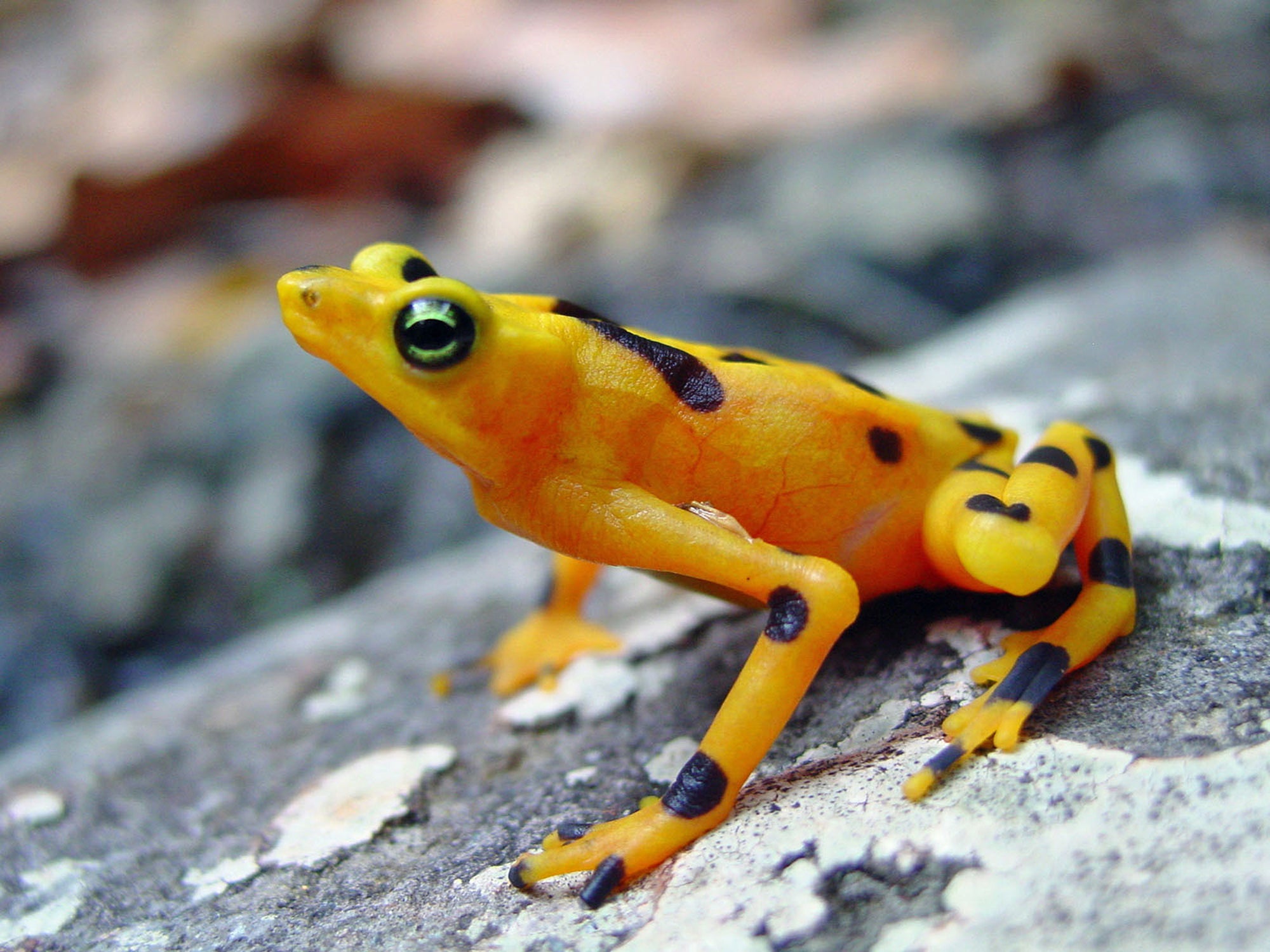 A healthy golden frog in Panama