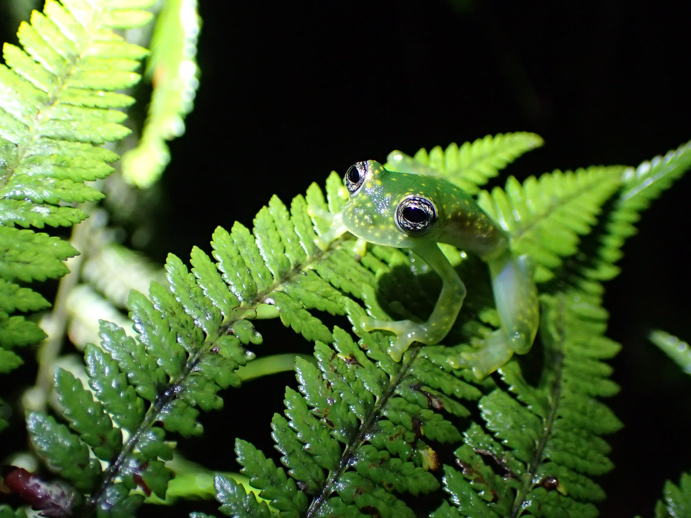 A speckled glass frog in the streams of Panama