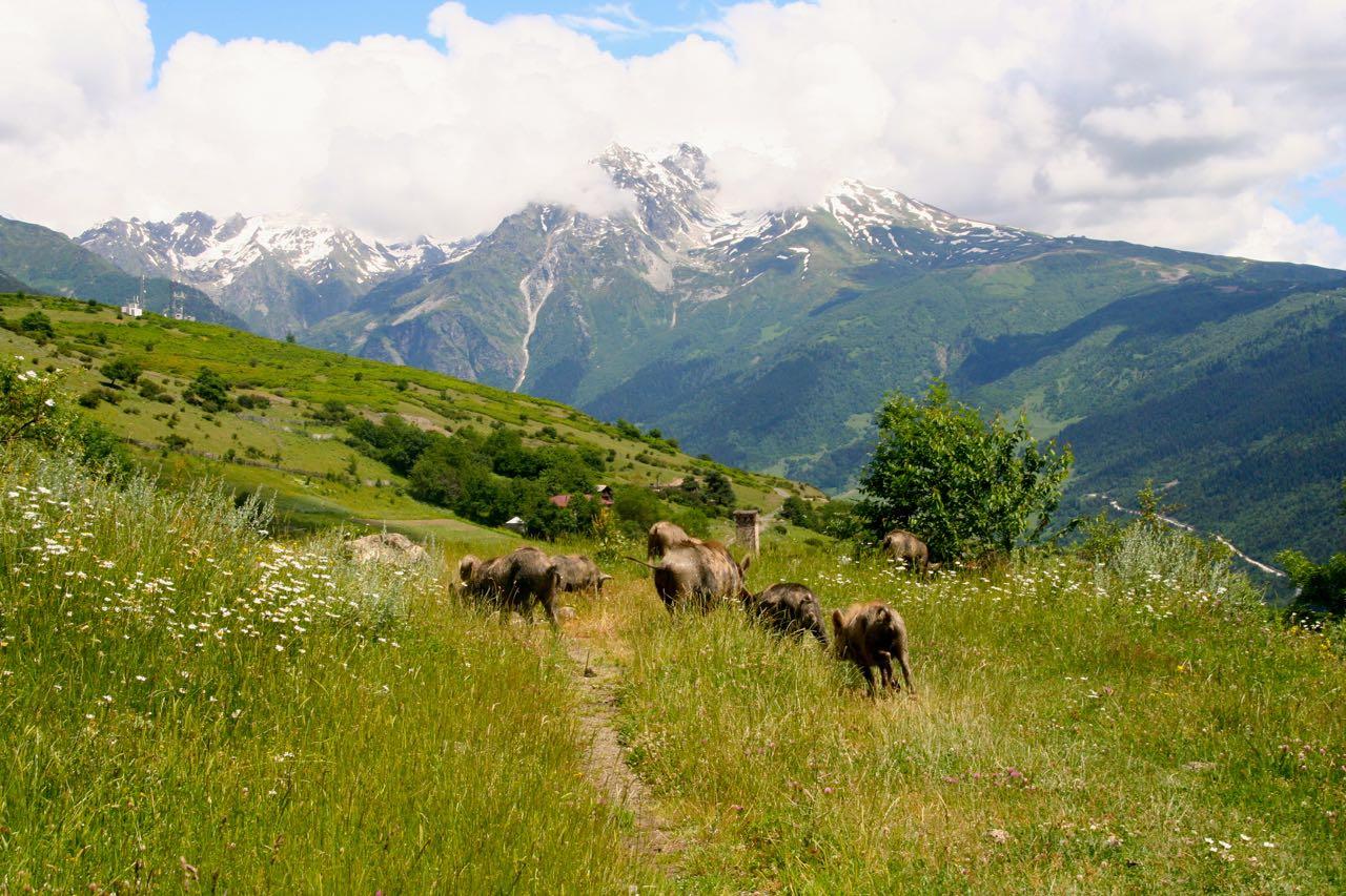 Feral pigs make themselves scarce as hikers approach