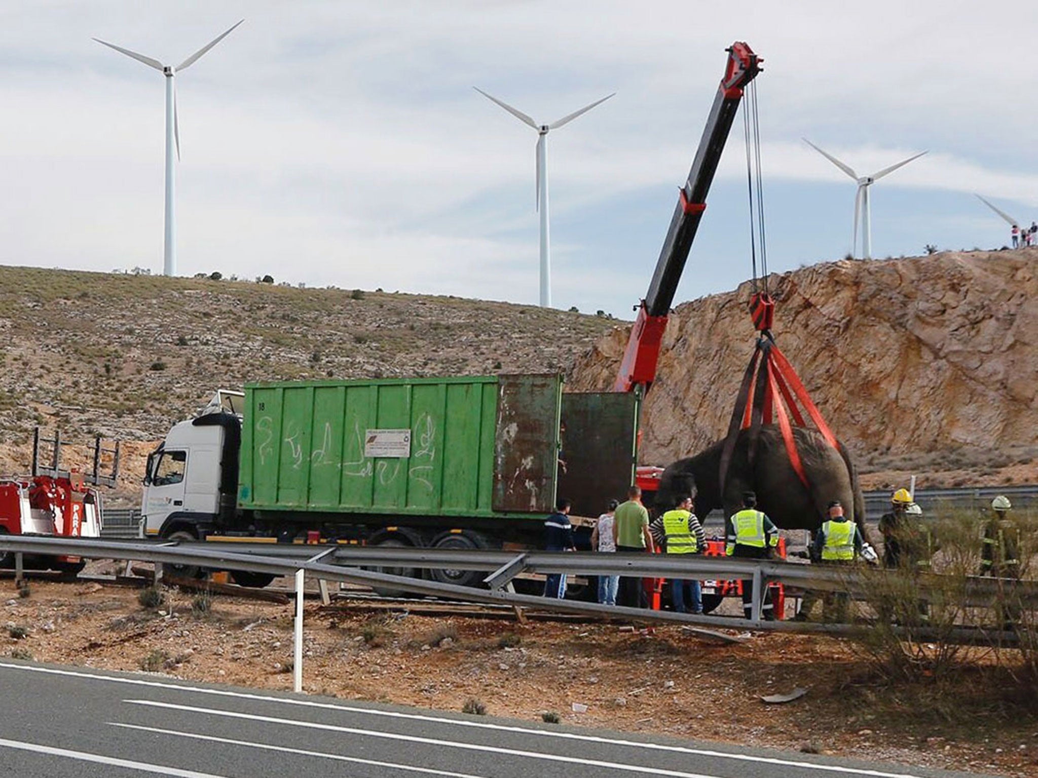 Emergency services use a crane to lift an elephant from the road