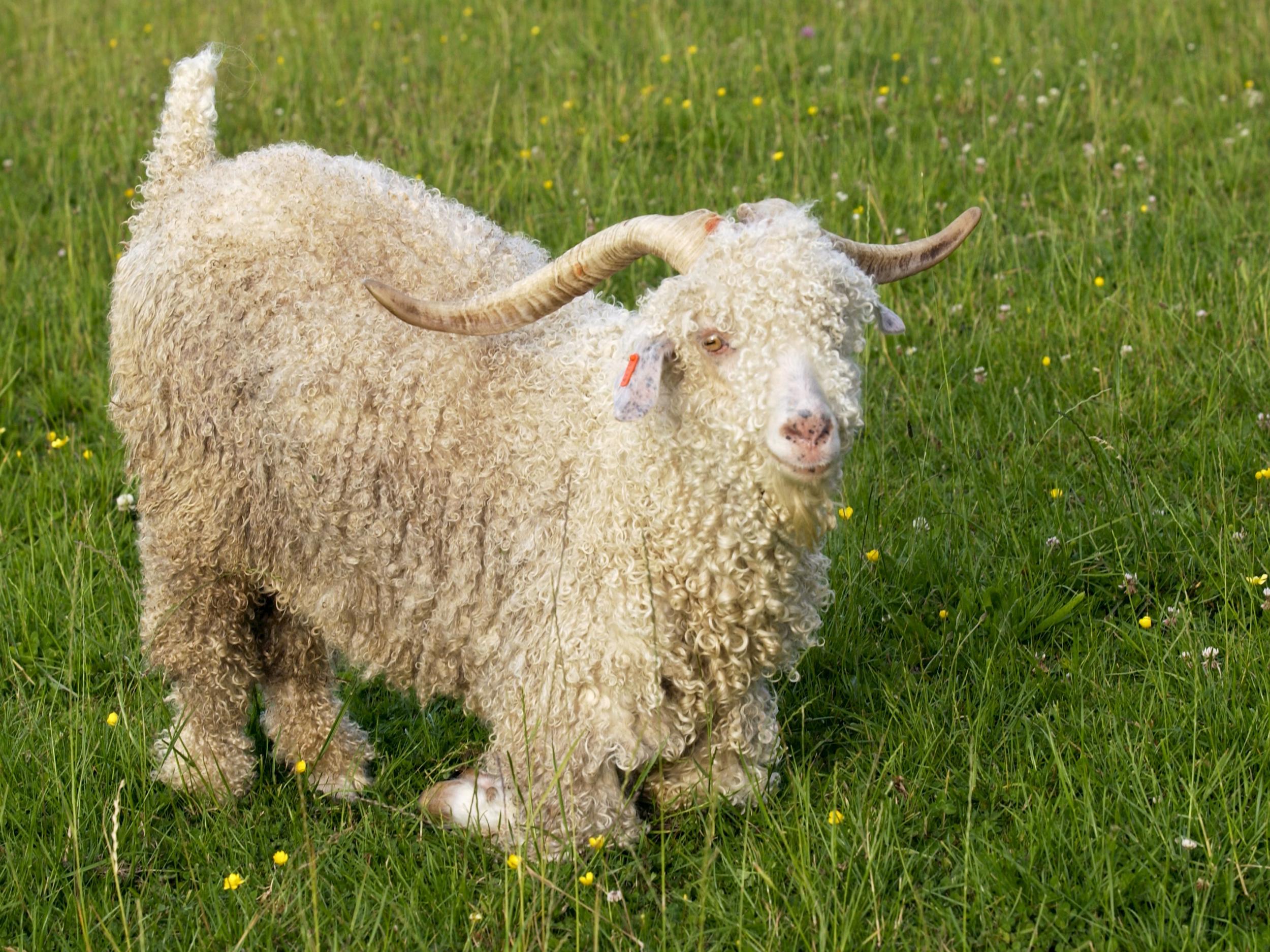 The men slaughtered an Angora goat