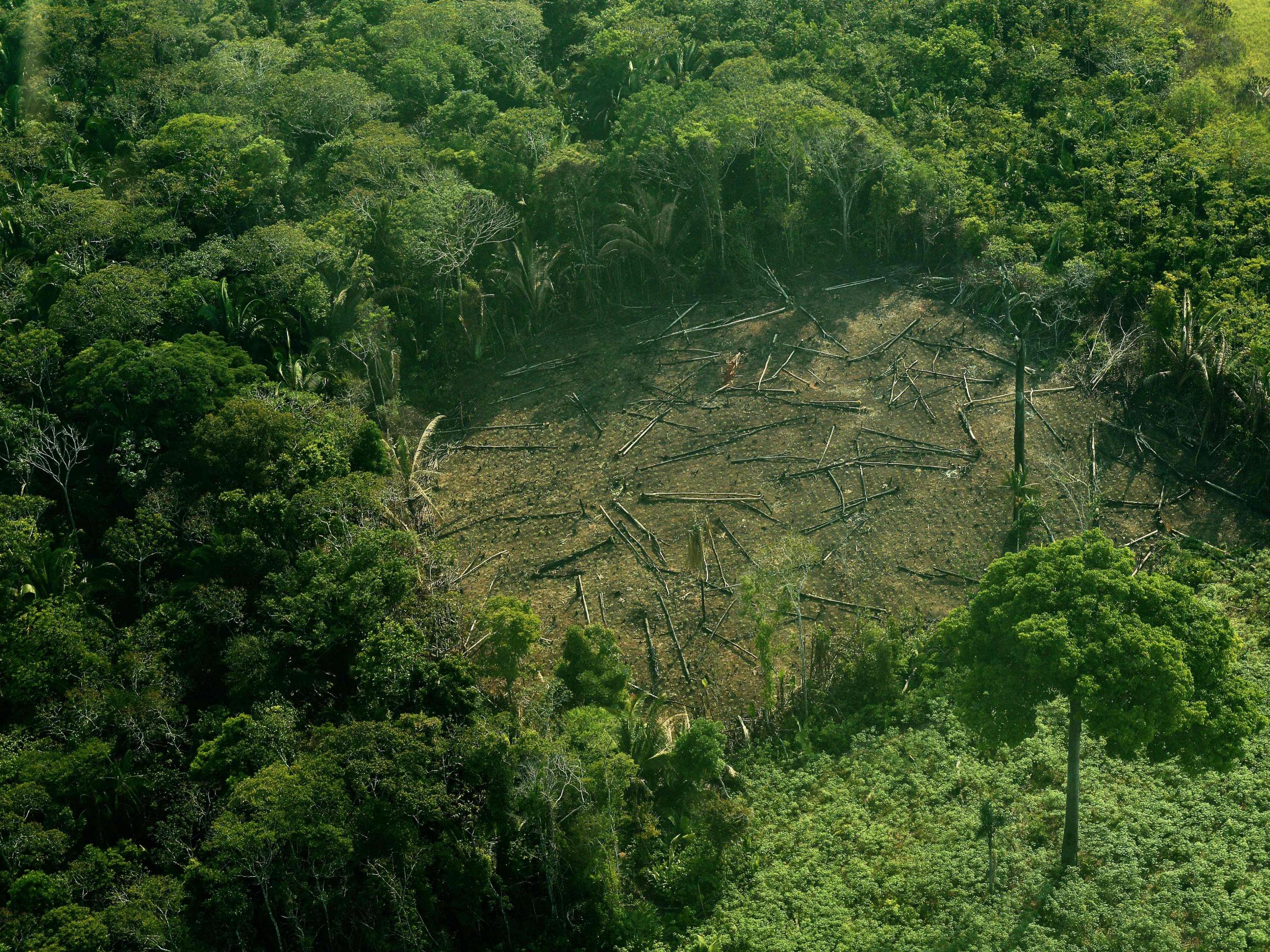 In an open letter, 60 Brazilian NGOs have warned a change to the sugarcane farming laws could pave the way for more deforestation in the Amazon rainforest