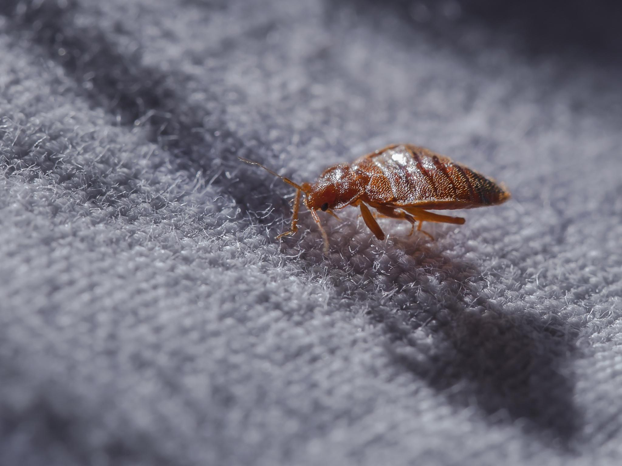 A doctor told the two parents to search their house for pests after seeing their child and that’s when they found the parasitic insects